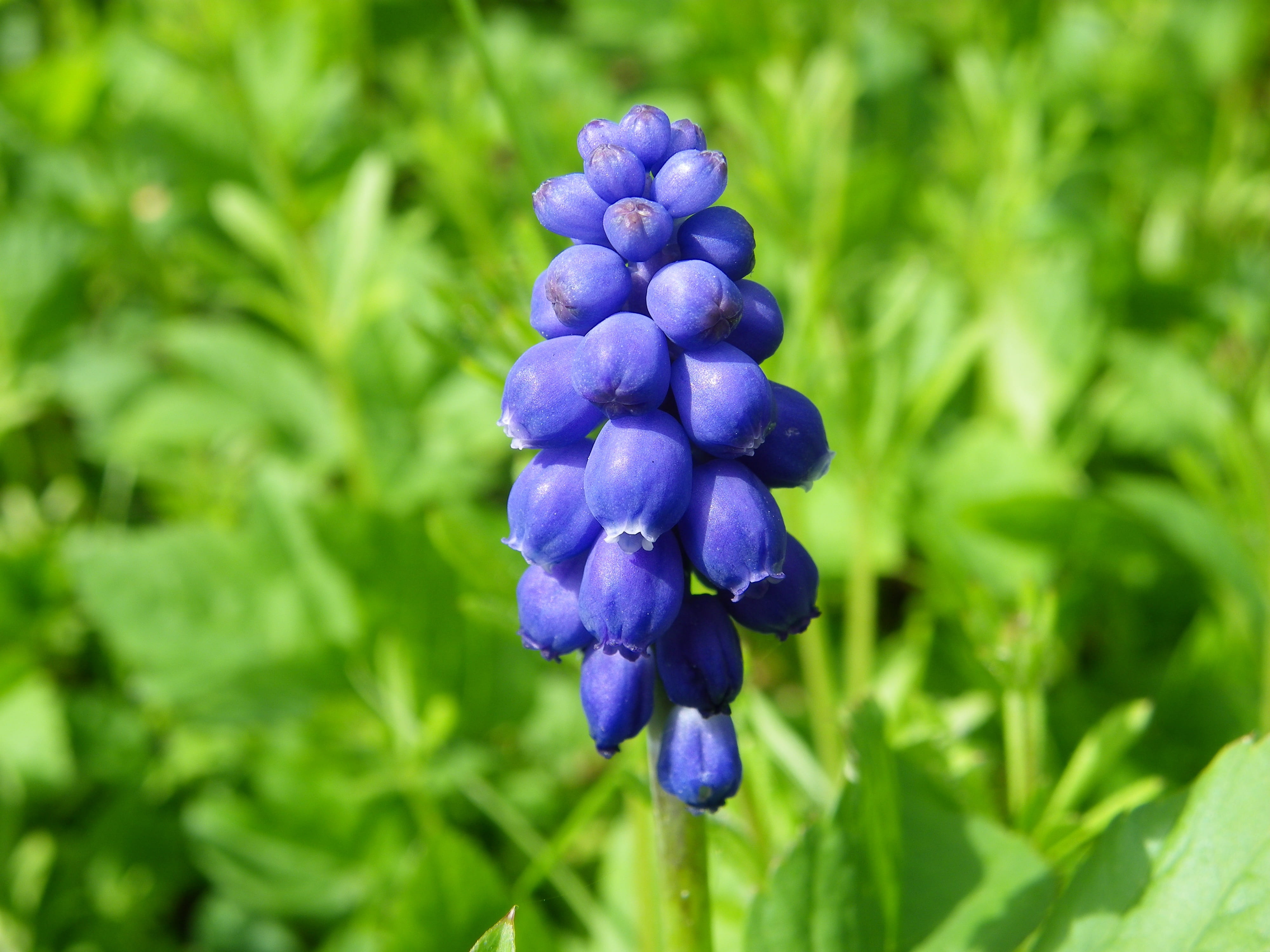 inflorescence, blue, growth, green color, no people, plant, polyana, flower, purple, ringtones, armenian grape hyacinth, freshness, flowering plant, hyacinth, HD Wallpaper