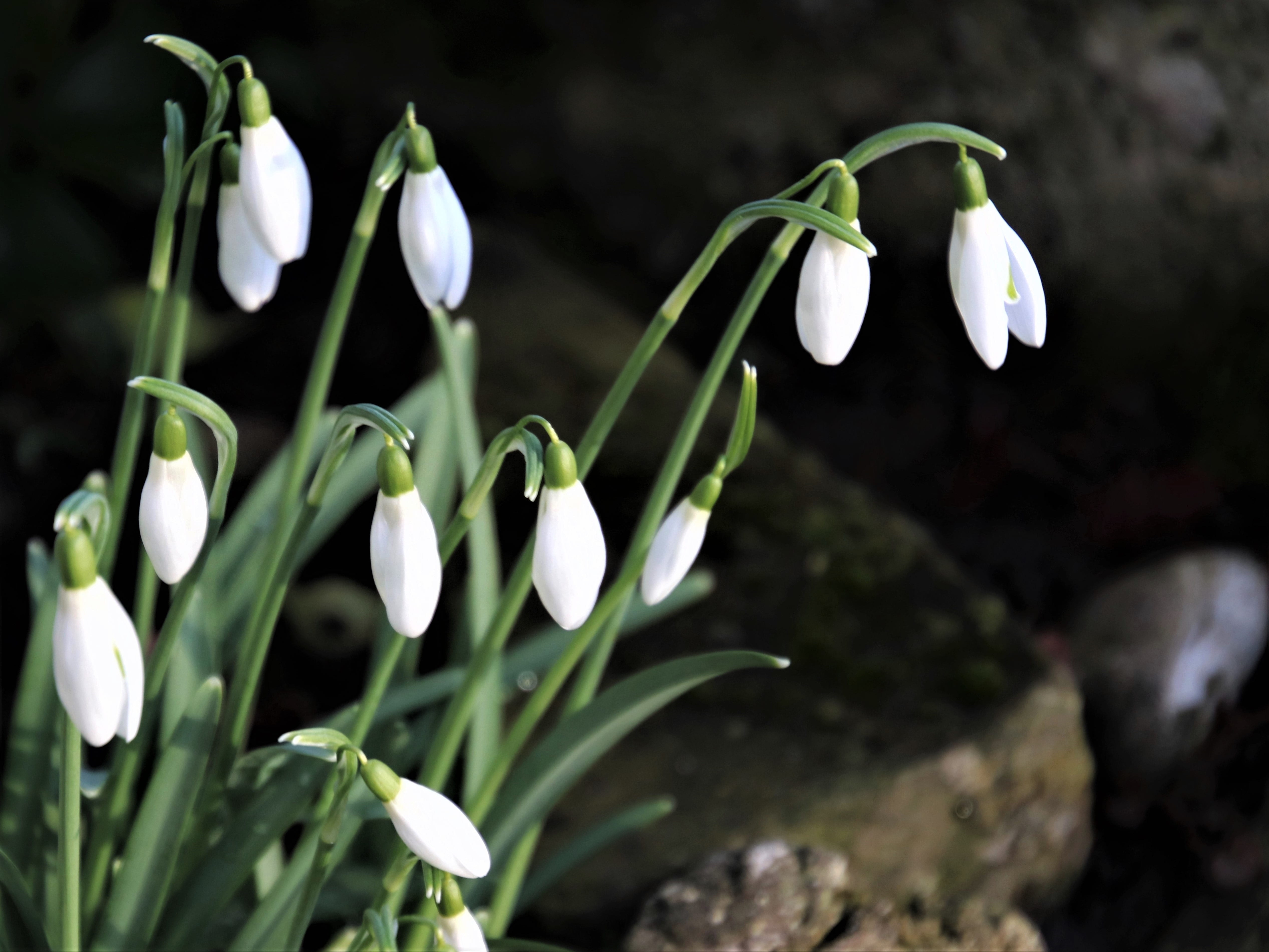 season, garden, the delicacy, freshness, no people, flowering, winter, delicate, petal, spring, 4K, close-up, bells, flowers, snowdrops, after the rain, HD Wallpaper