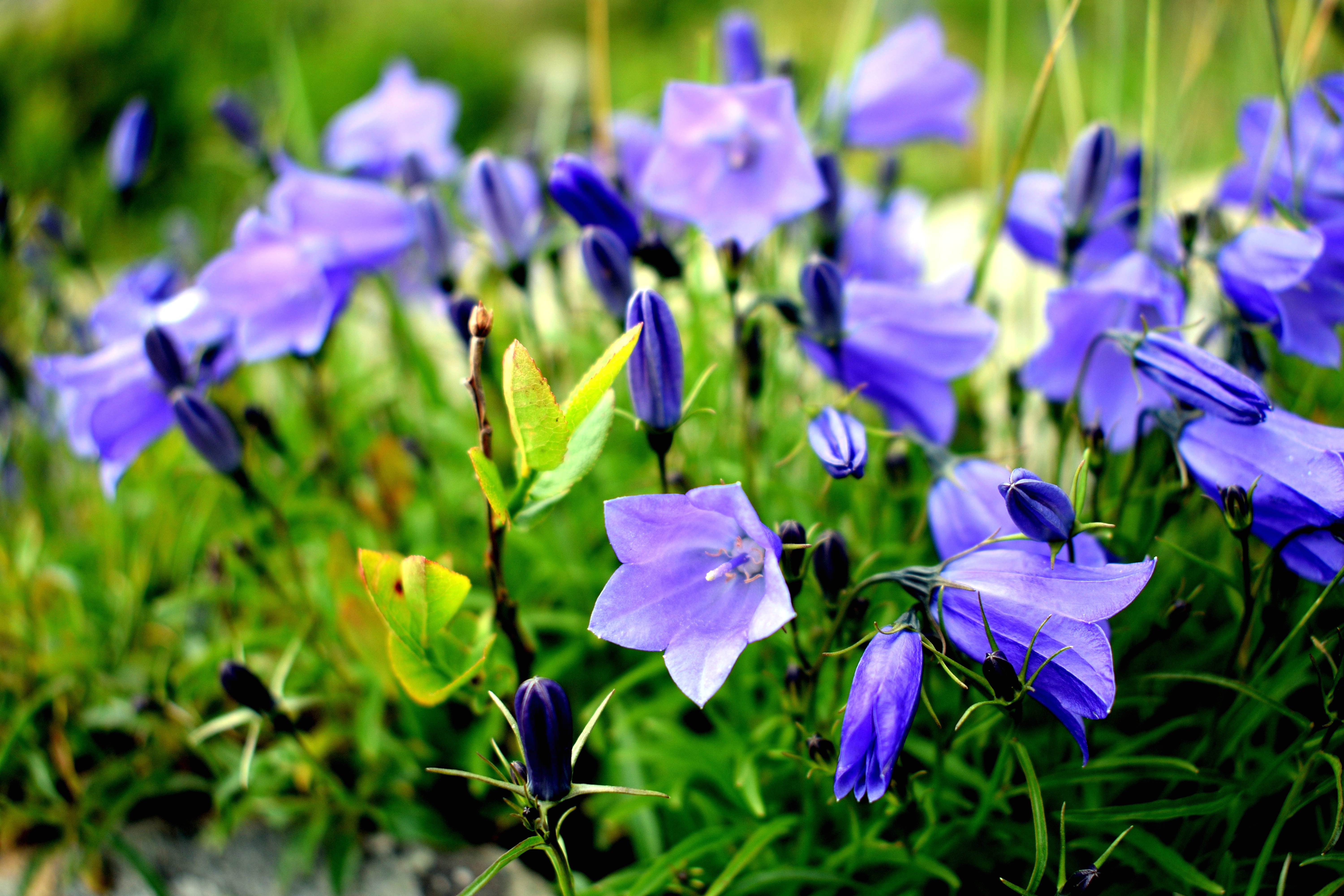inflorescence, soft focus, macro, flowering plant, flower, no people, garden, field, flower head, ringtone, blue violet, crocus, selective focus, focus on foreground, HD Wallpaper