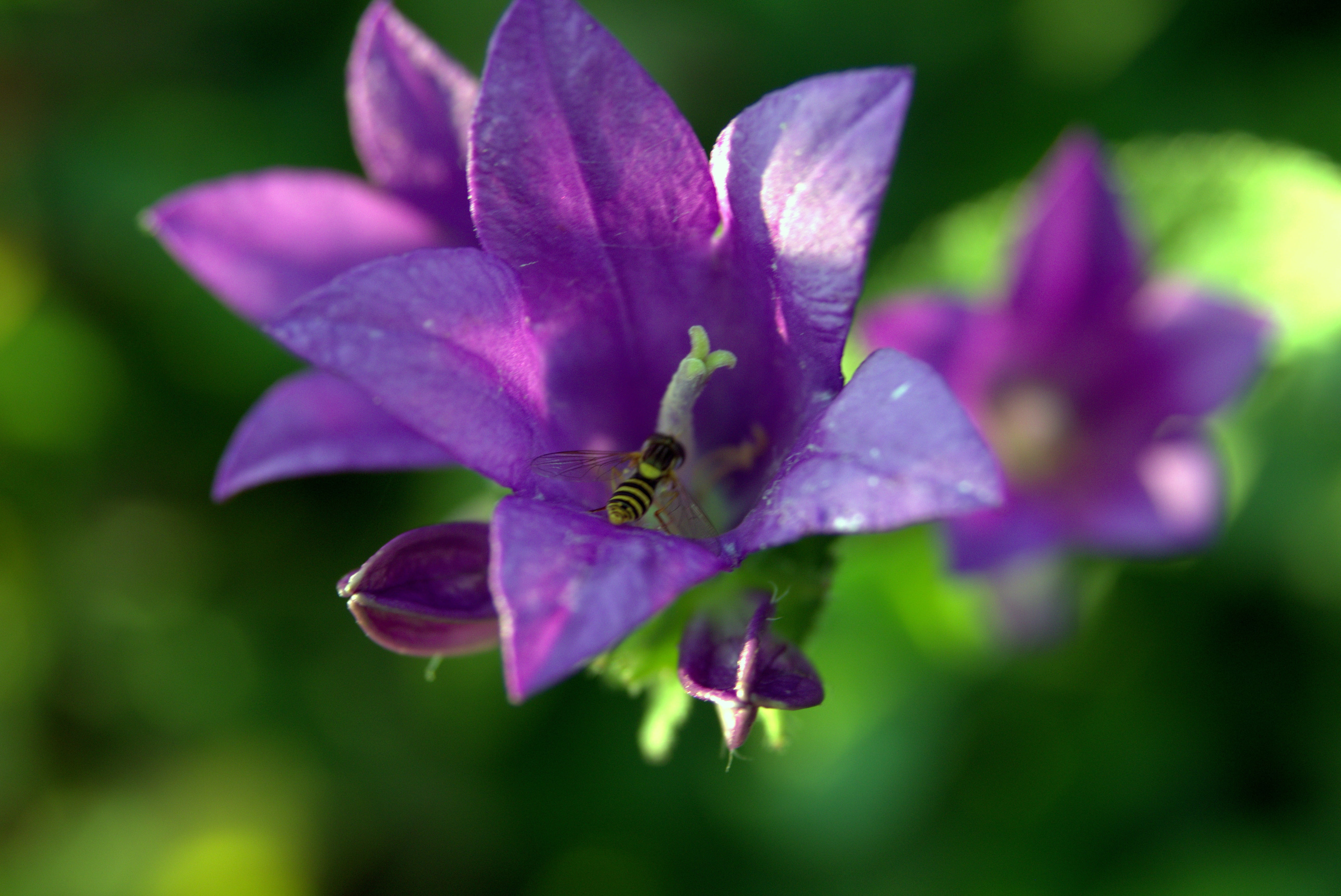 nature, plants, close-up, freshness, beauty in nature, animal wildlife, animal themes, pollination, bee, violet, the petals, purple, growth, flowering plant, HD Wallpaper