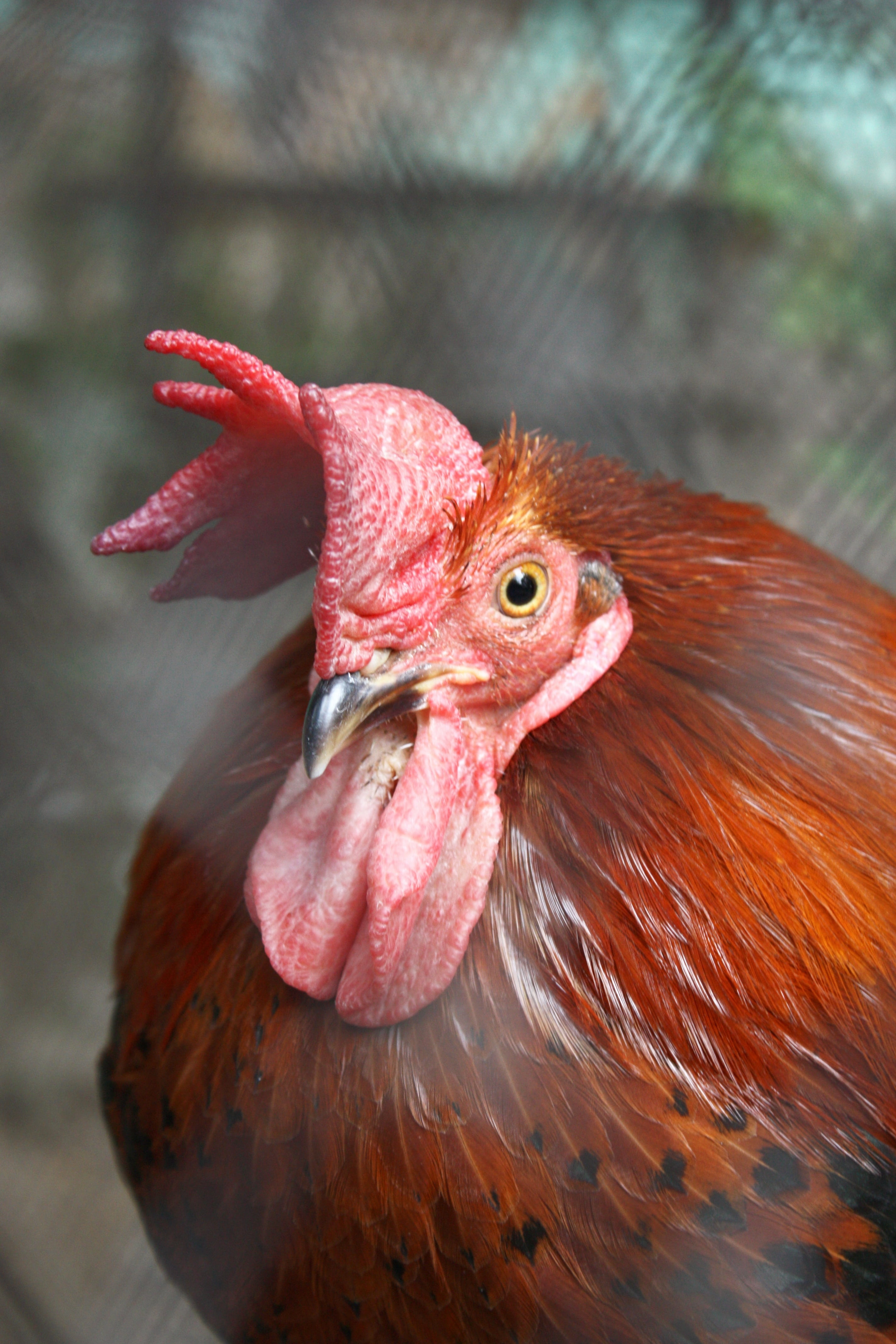 male animal, closeup, pets, comb, close-up, domestic animals, livestock, rooster, no people, animal, cock, day, pen, animal eye, 4K, the hen, beak, eye, Phone HD Wallpaper