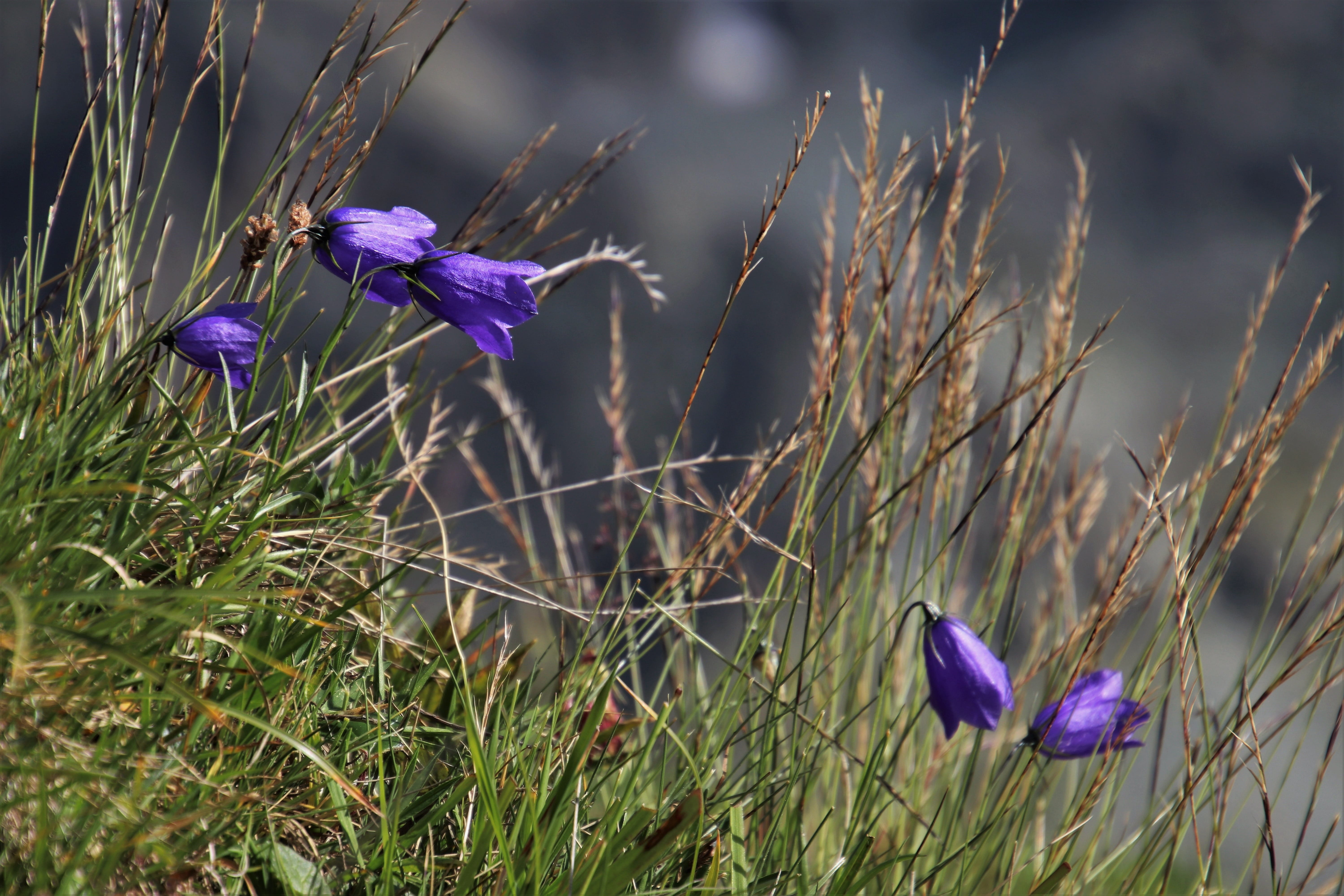 fragility, field, crocus, idyllic, inflorescence, the idyll, failure, beauty in nature, no people, the background, flower, springtime, summer, outdoors, HD Wallpaper