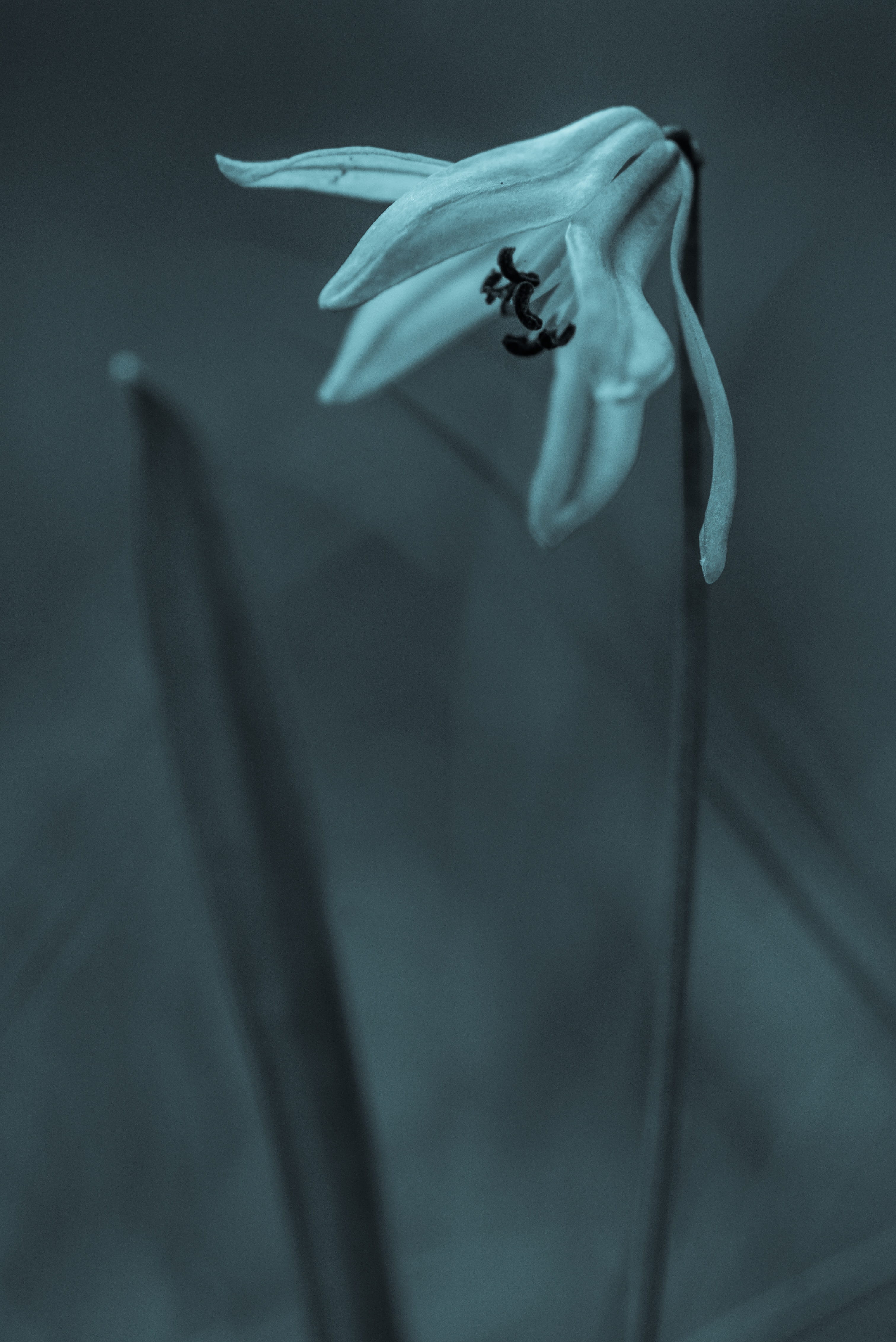 close-up, flower, ringtone, article 1 2, focus on foreground, animals in the wild, 4K, animal wildlife, modern, marine, sea, motion, one animal, design, Phone HD Wallpaper