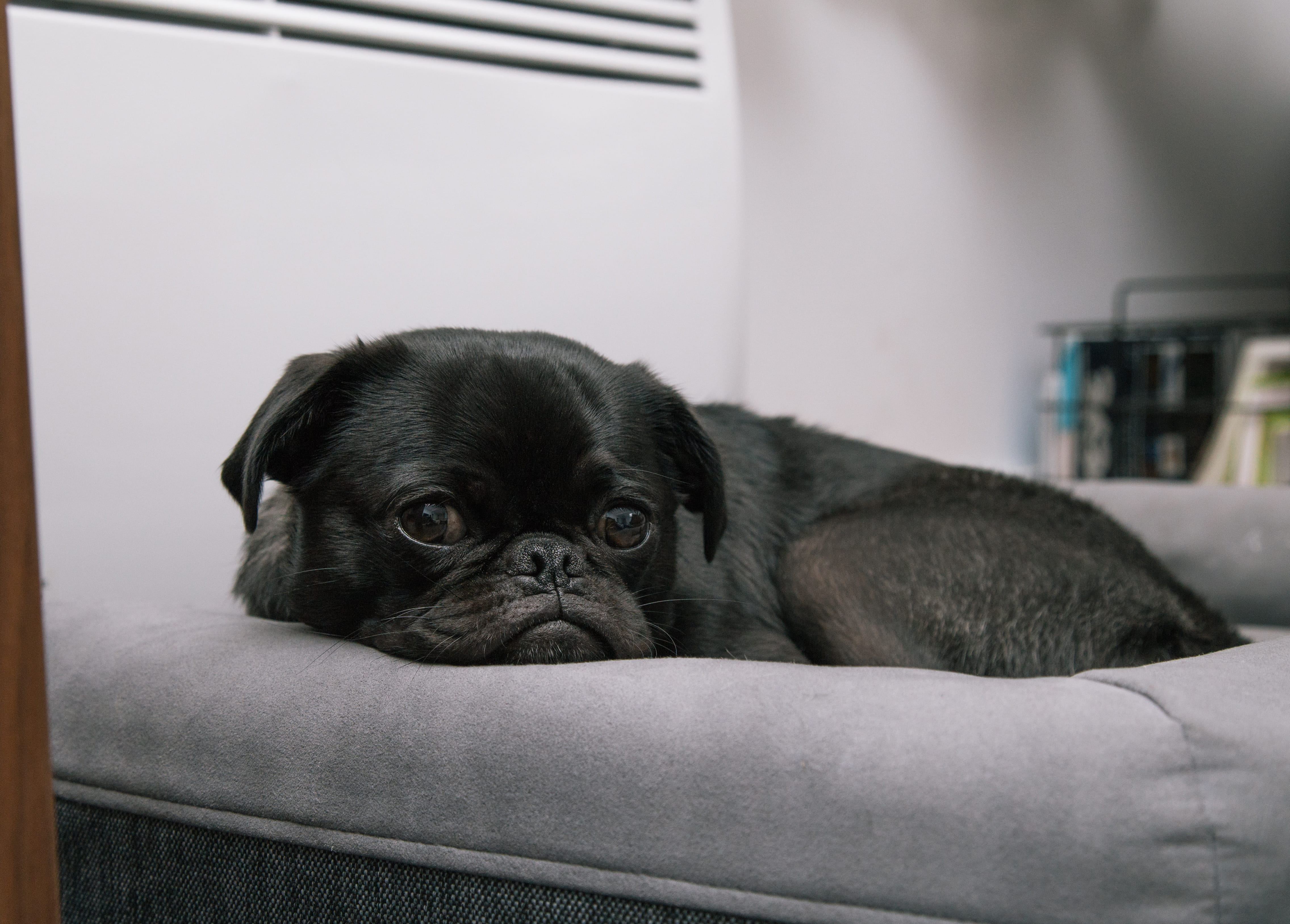 fun, brown, small, sitting, dog, pets, human Face, bed, black Color, product, cute, portrait, puppy, black, purebred Dog, fur, canine, lying, sleep, lay, HD Wallpaper