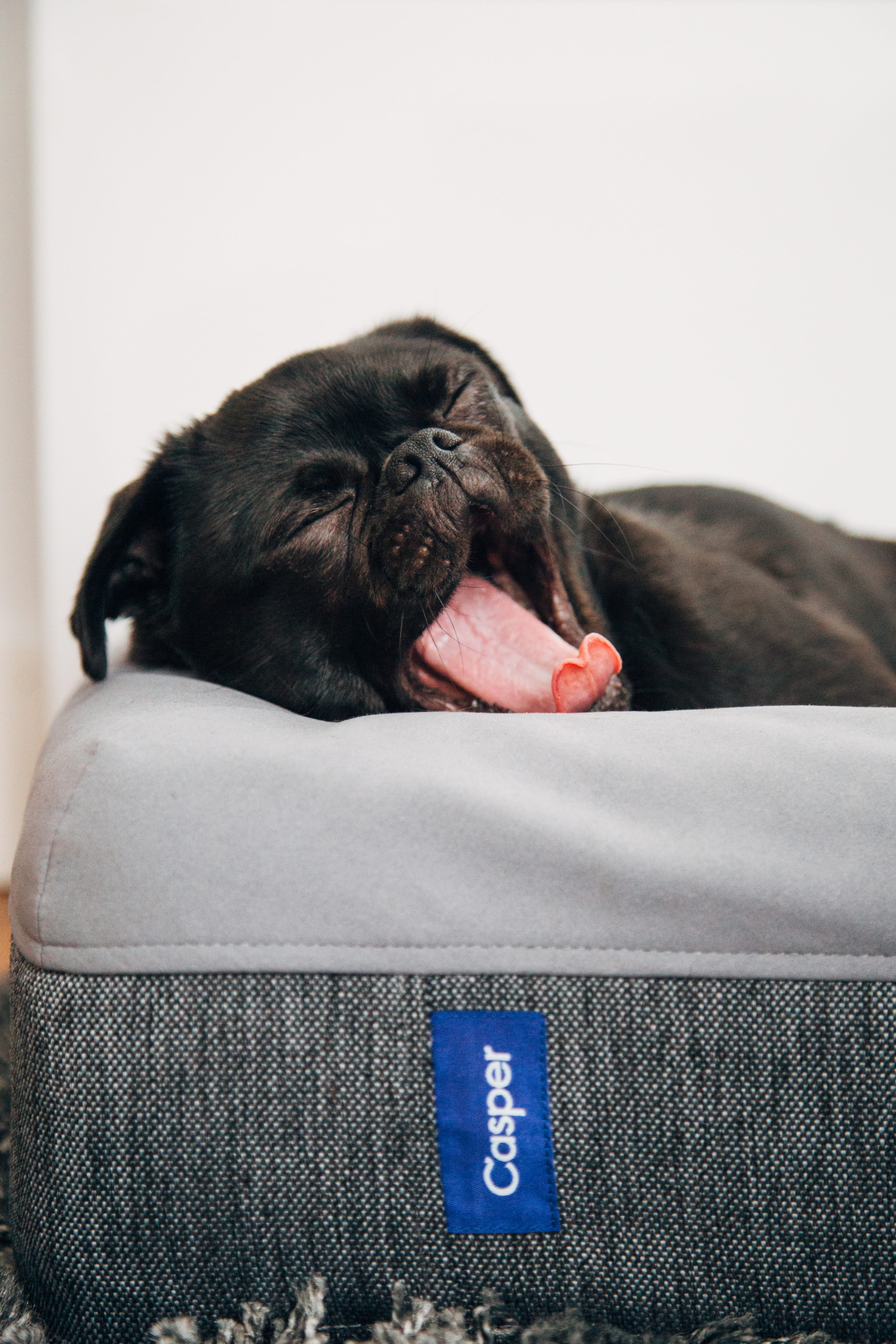 domestic animals, animal themes, bed, 5K, domestic, vertebrate, animal head, yawn, indoors, yawning, animal mouth, tired, dog bed, casper, sleeping, animal, Phone HD Wallpaper