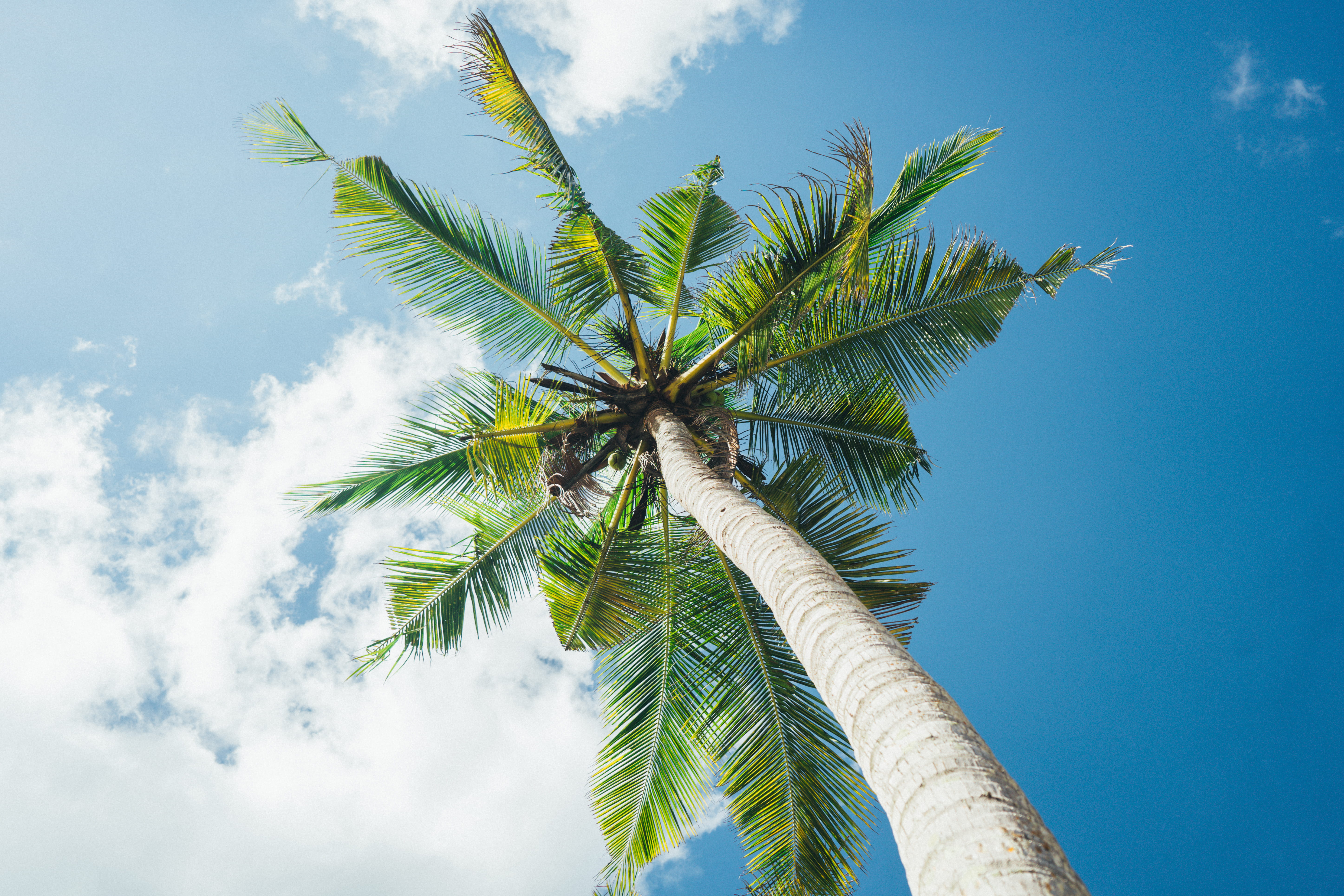 cloud - sky, low angle view, green color, day, no people, plant part, directly below, beauty in nature, coconut palm tree, growth, sky, palm tree, 5K, HD Wallpaper