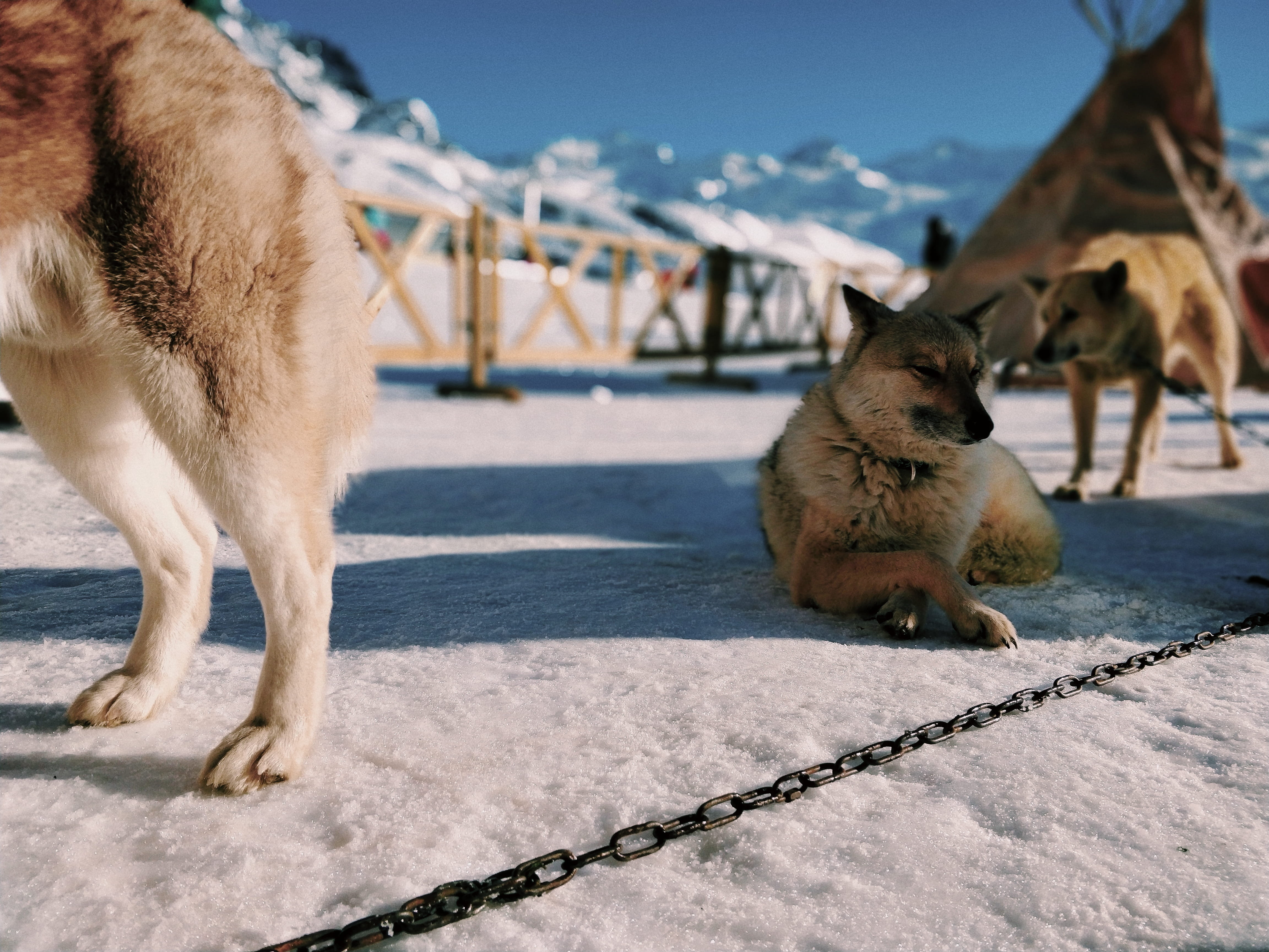 animal themes, winter, focus on foreground, german shepherd, collie, pets, cat, snowfield, dog chien montagne neige, chain, flooring, 4K, snow, pet, cold temperature, HD Wallpaper