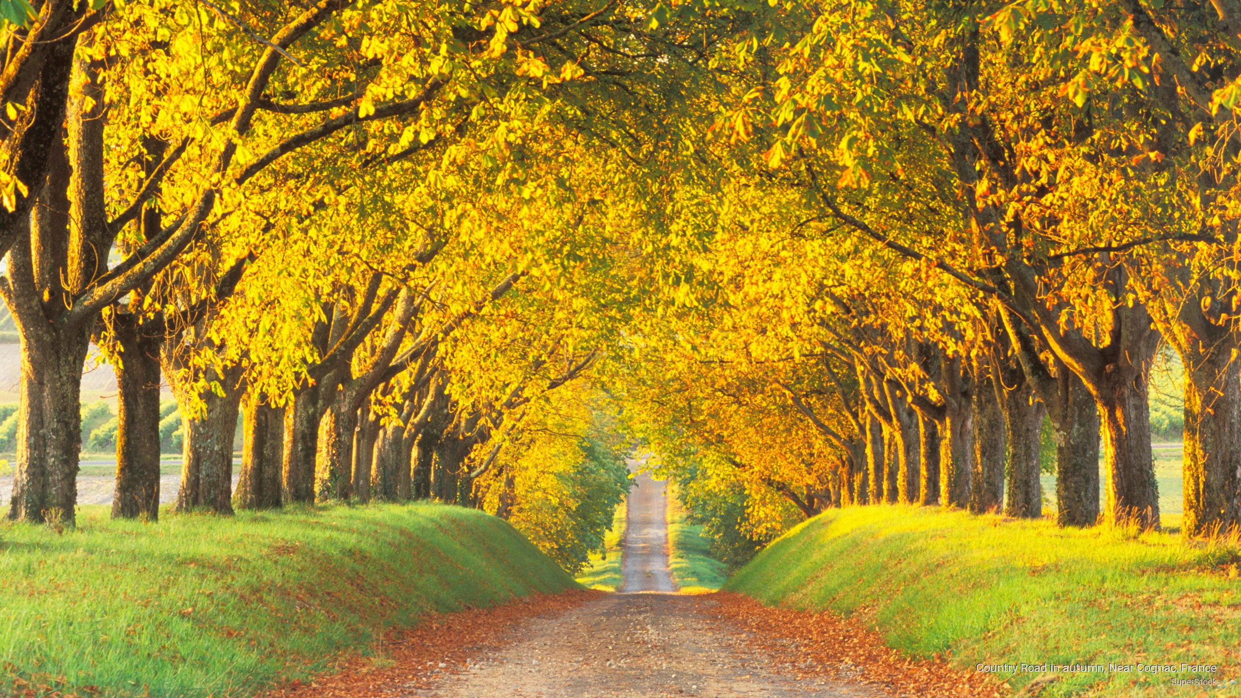 Fall, 2K, country, near, france, cognac, autumn, road, HD Wallpaper
