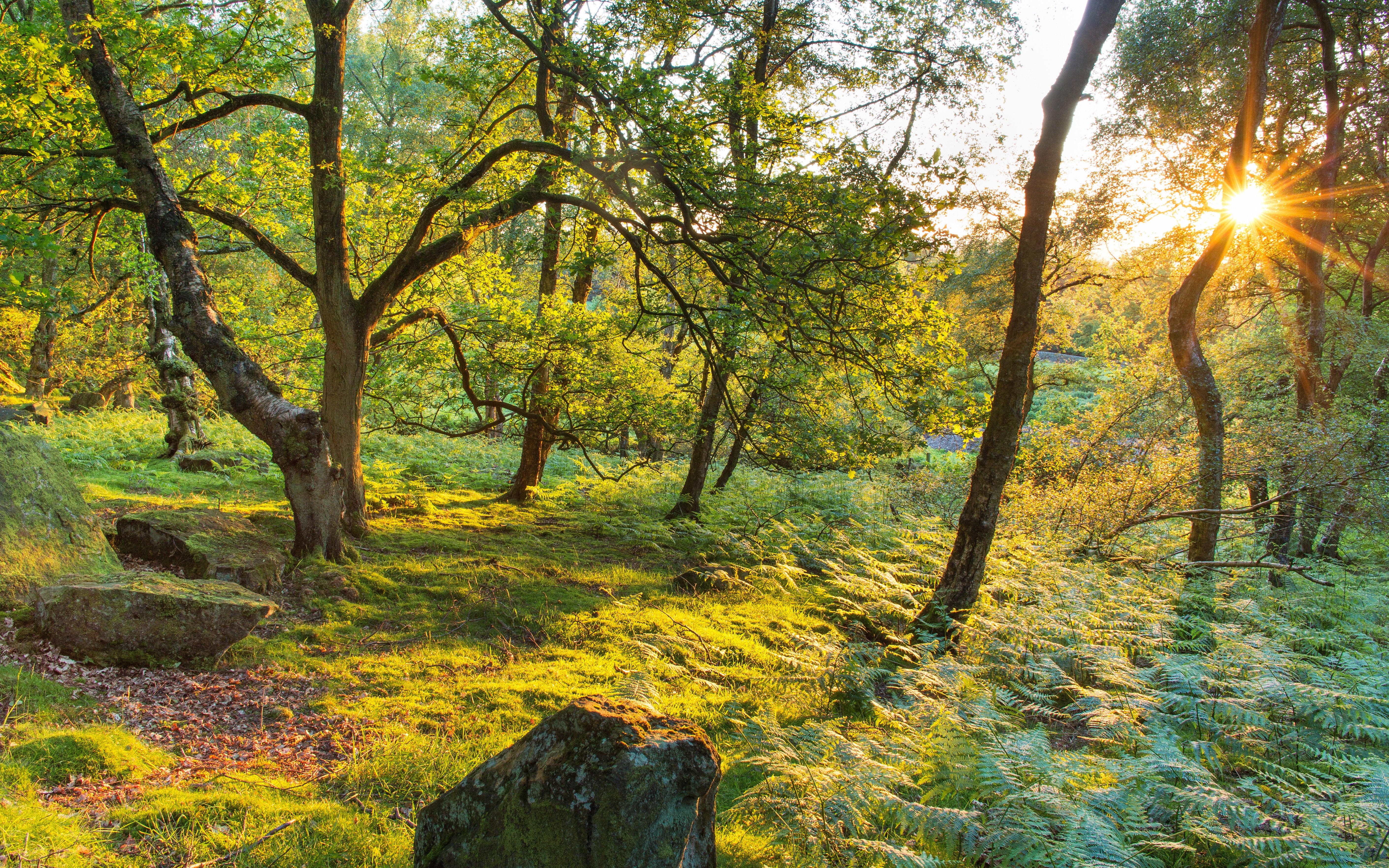 trees, kingdom, nature, moor, rays, stanton, light, grass, united, 5K, HD Wallpaper