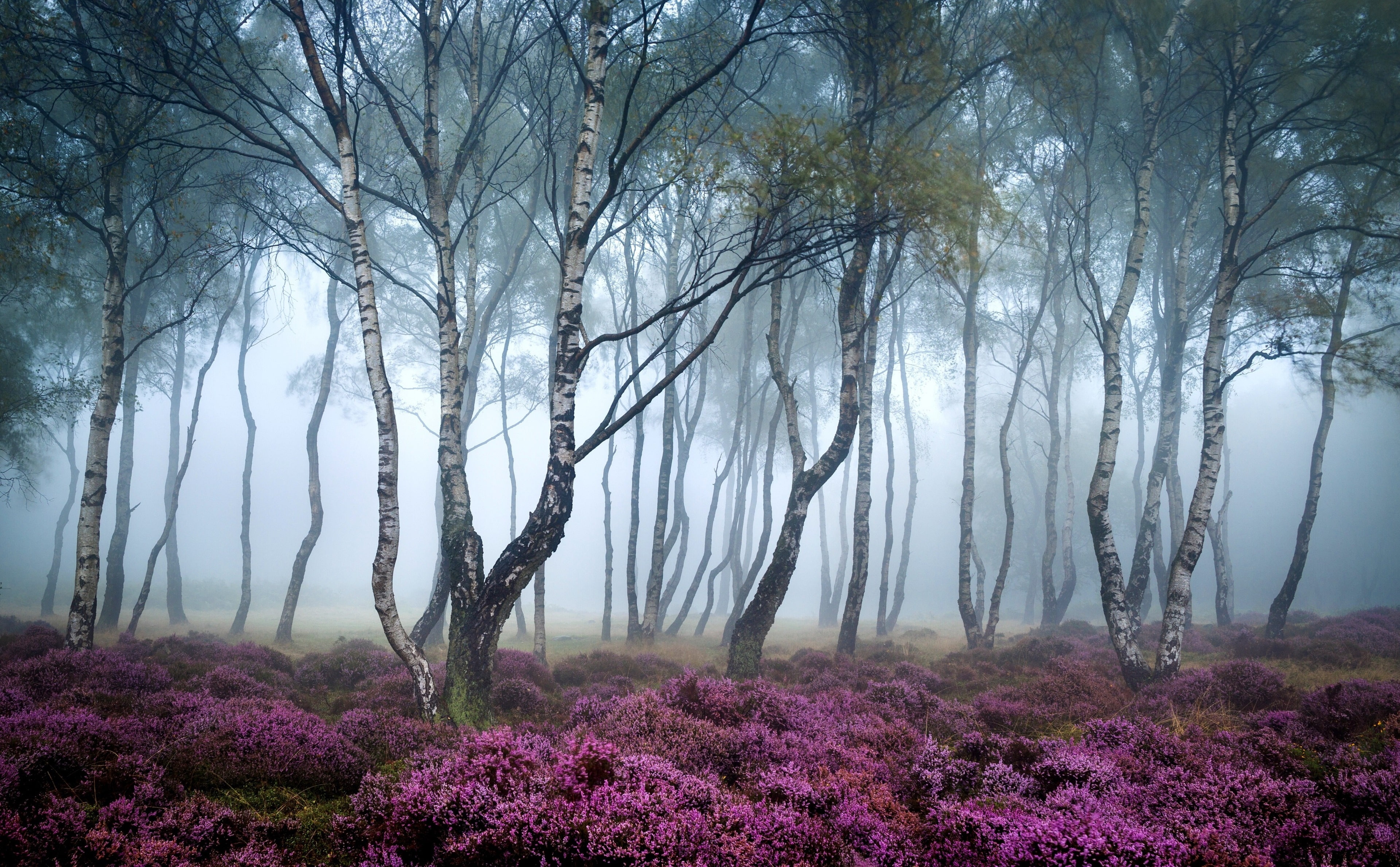stanton moor 4k nice picture, 4K, HD Wallpaper