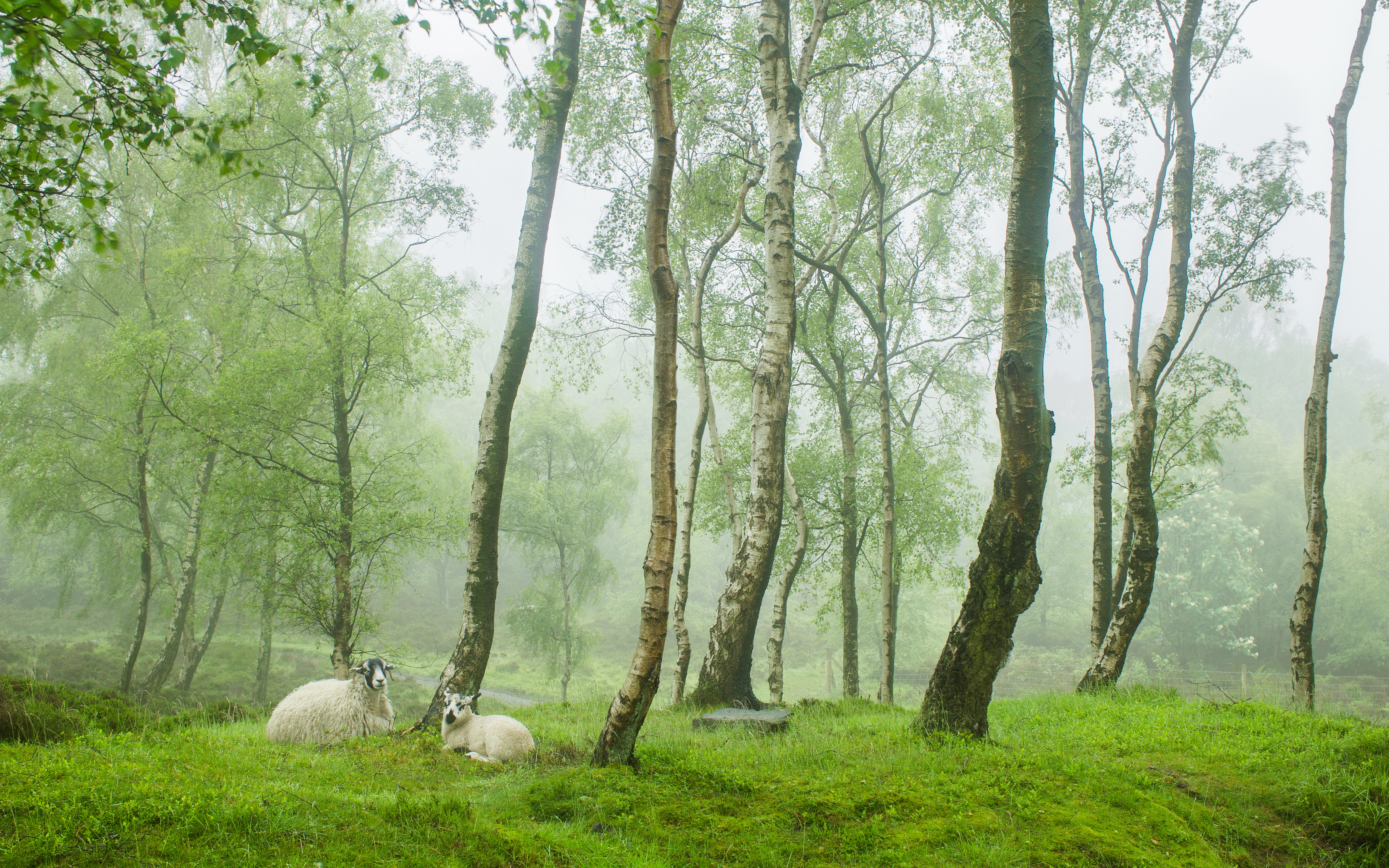 photography, plant, land, domestic animals, tree, animal themes, sheep, sheeps, village, mammal, tree trunk, Stanton Moor, tranquility, livestock, beauty in nature, HD Wallpaper