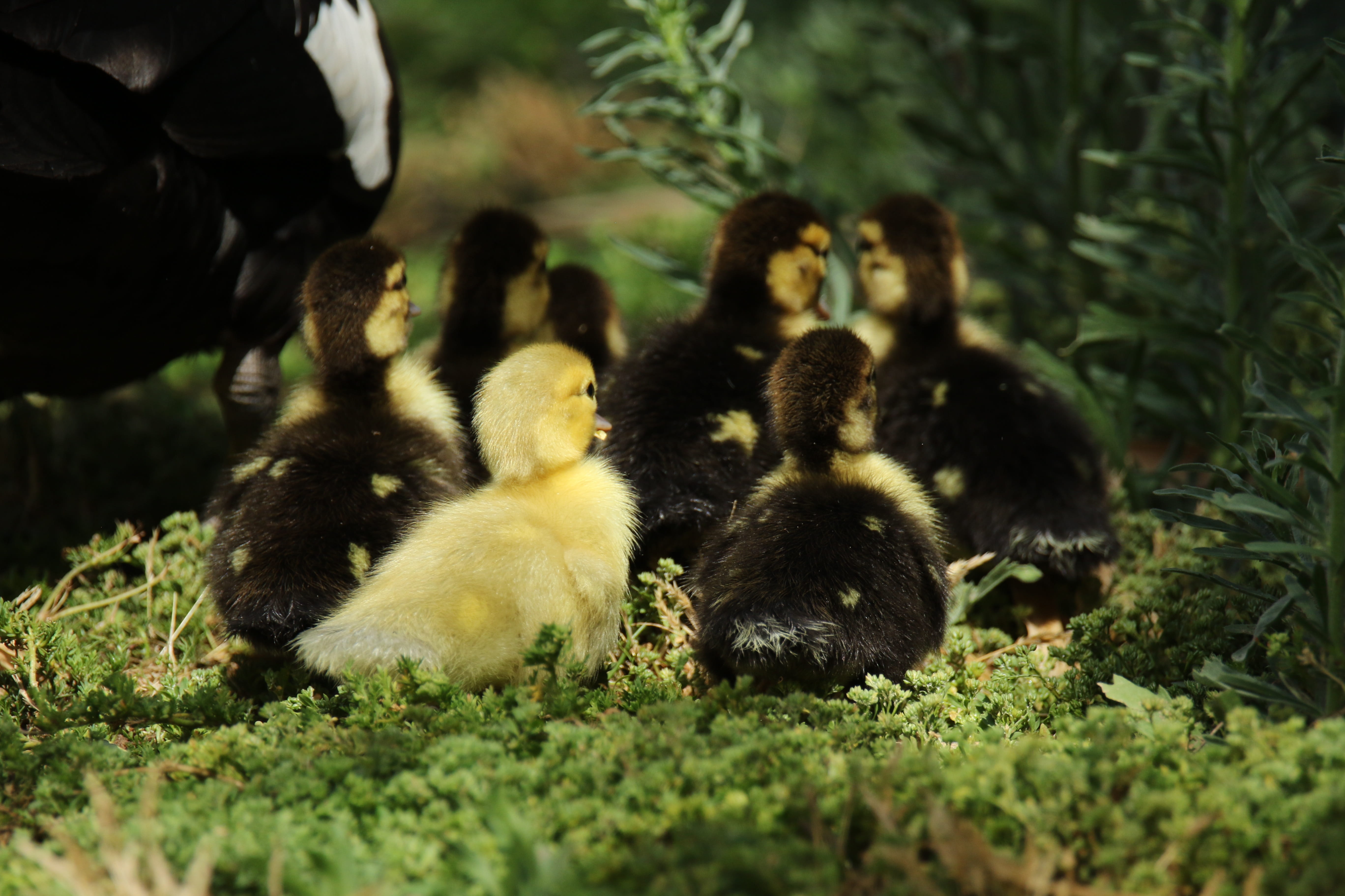 duckling, park, together, young animal, bird, large group of animals, selective focus, plant, young bird, no people, nature, gosling, animal wildlife, gees, HD Wallpaper