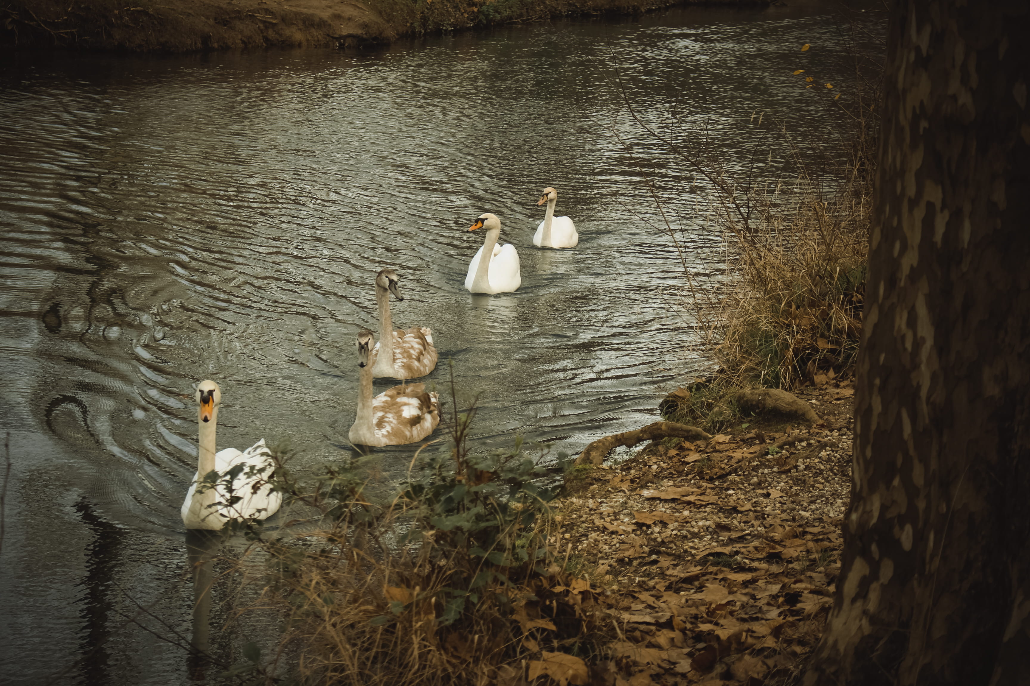 high angle view, water bird, nature, animals in the wild, water, day, swan, 2K, beauty in nature, uzès, group of animals, animal wildlife, vertebrate, HD Wallpaper