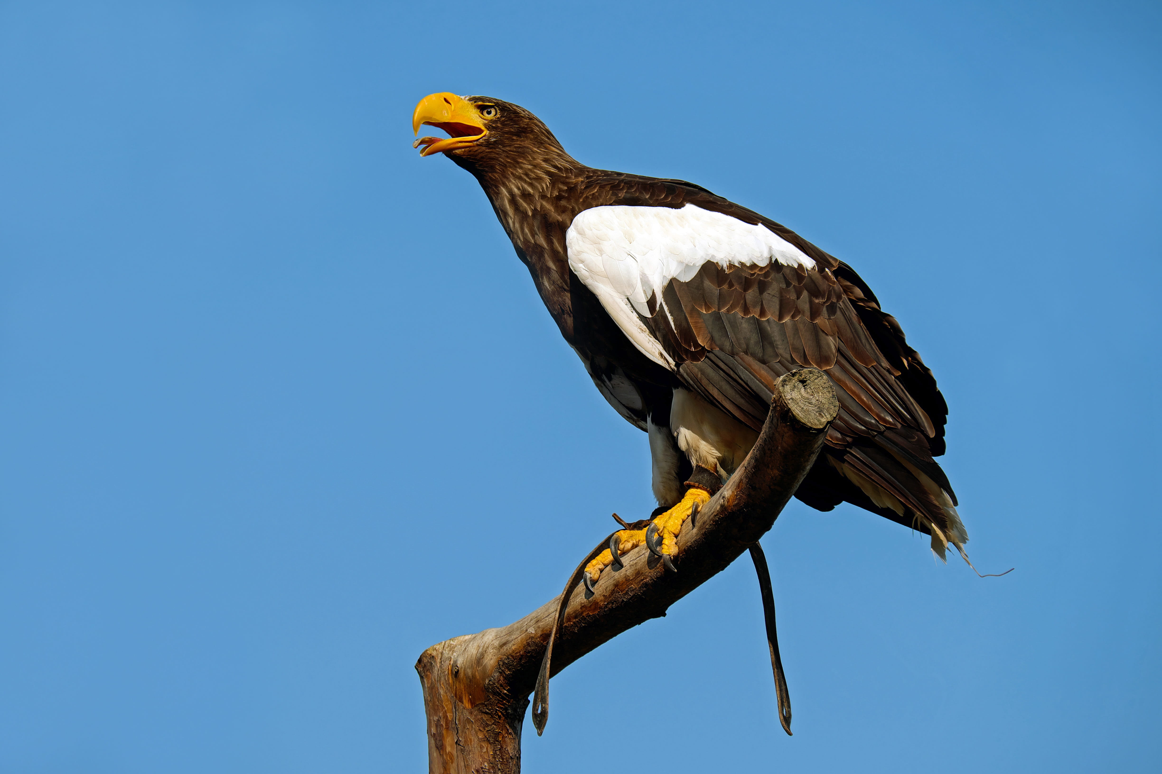 raptor, animals in the wild, eagle castle, profile view, outdoors, pride, daytime, beauty, sunny, blue, heraldic animal, clear sky, perching, vertebrate, HD Wallpaper