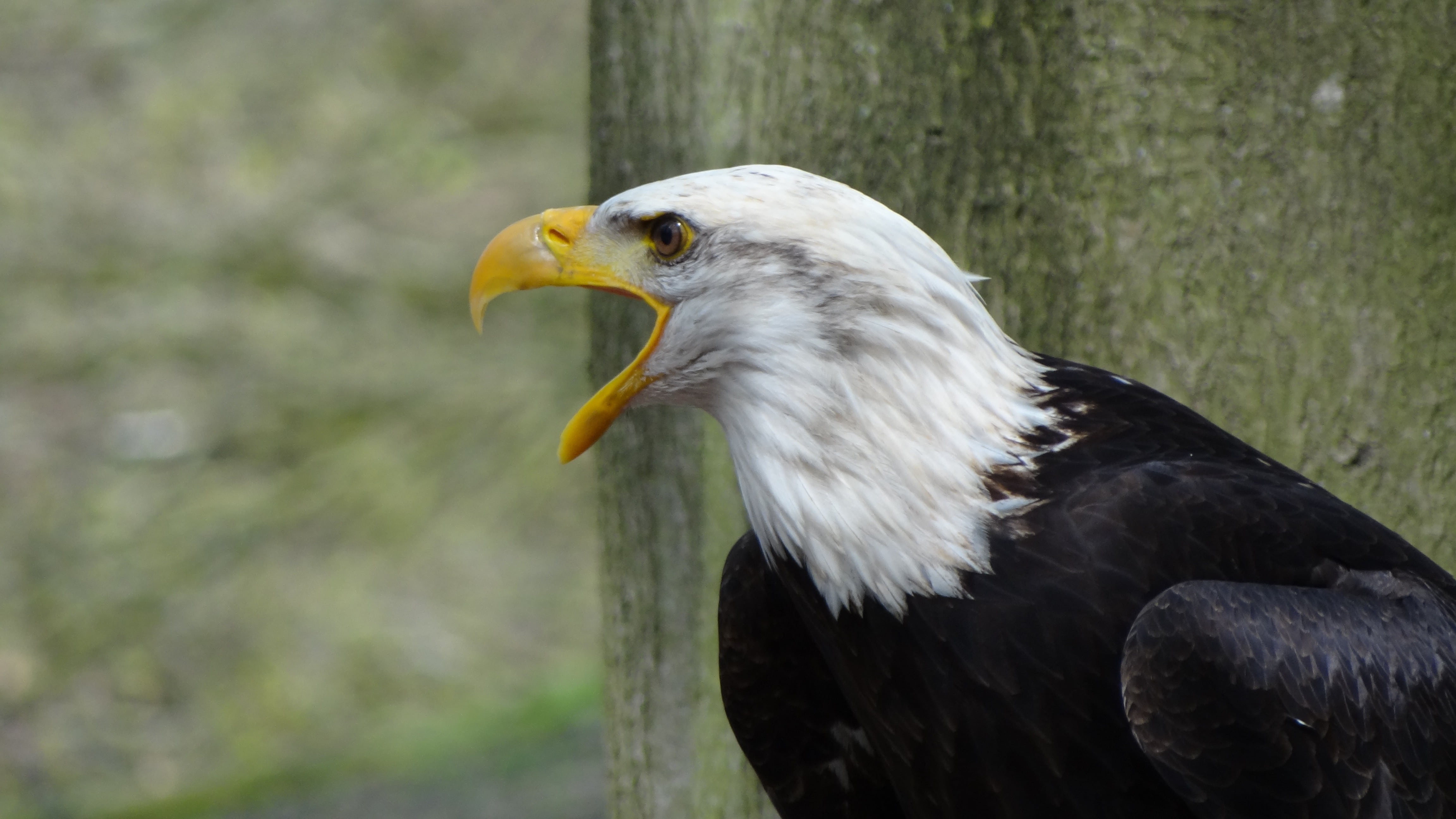 nature, outdoors, animal wildlife, tree, animal themes, heraldic animal, focus on foreground, black, one animal, bald eagles, carnivore, hawk, usa, day, HD Wallpaper