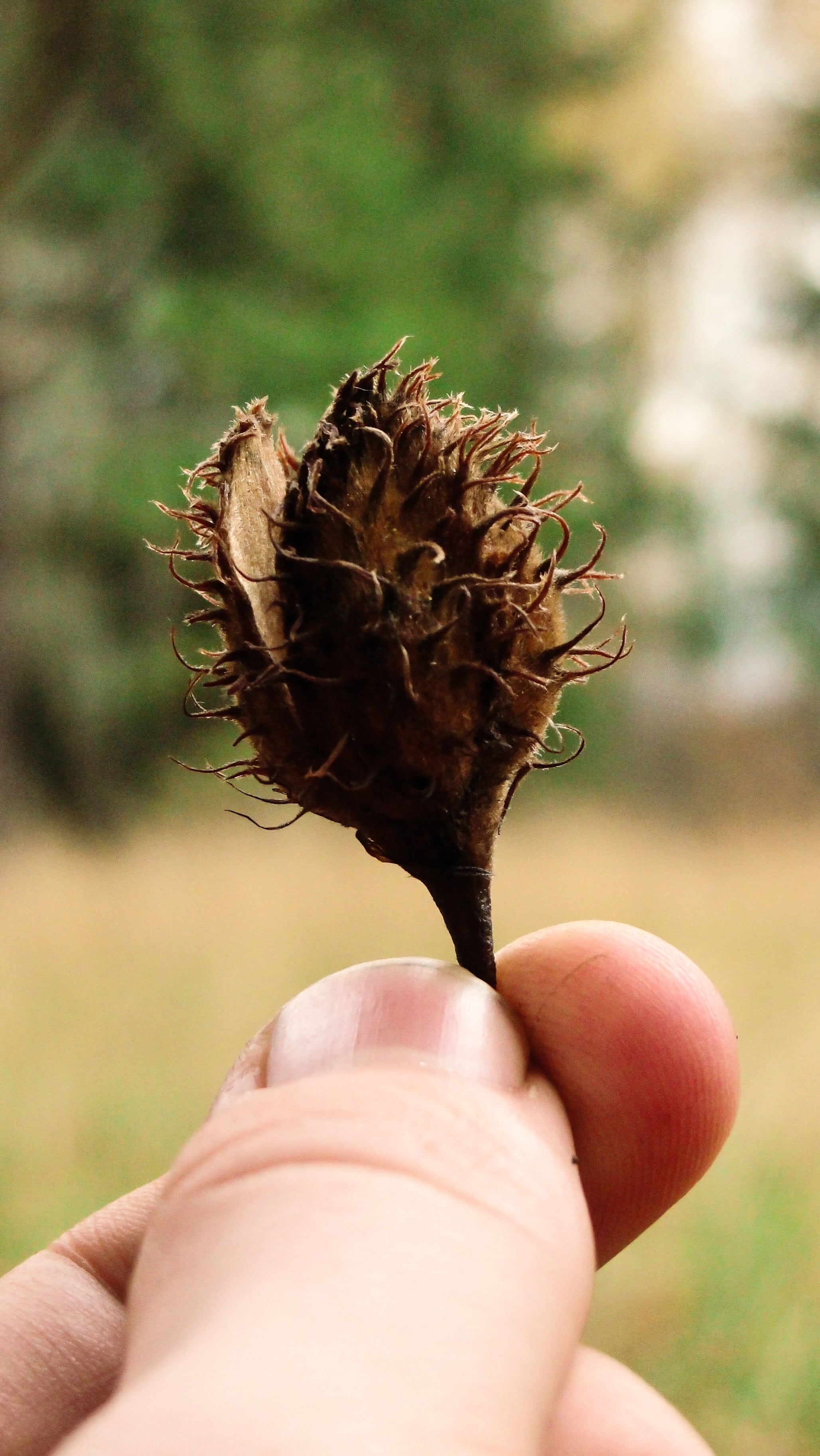 person, human hand, real people, day, nature, blur, dry, close-up, people, human finger, 2K, outdoors, lifestyles, holding, body part, human limb, dried, Phone HD Wallpaper