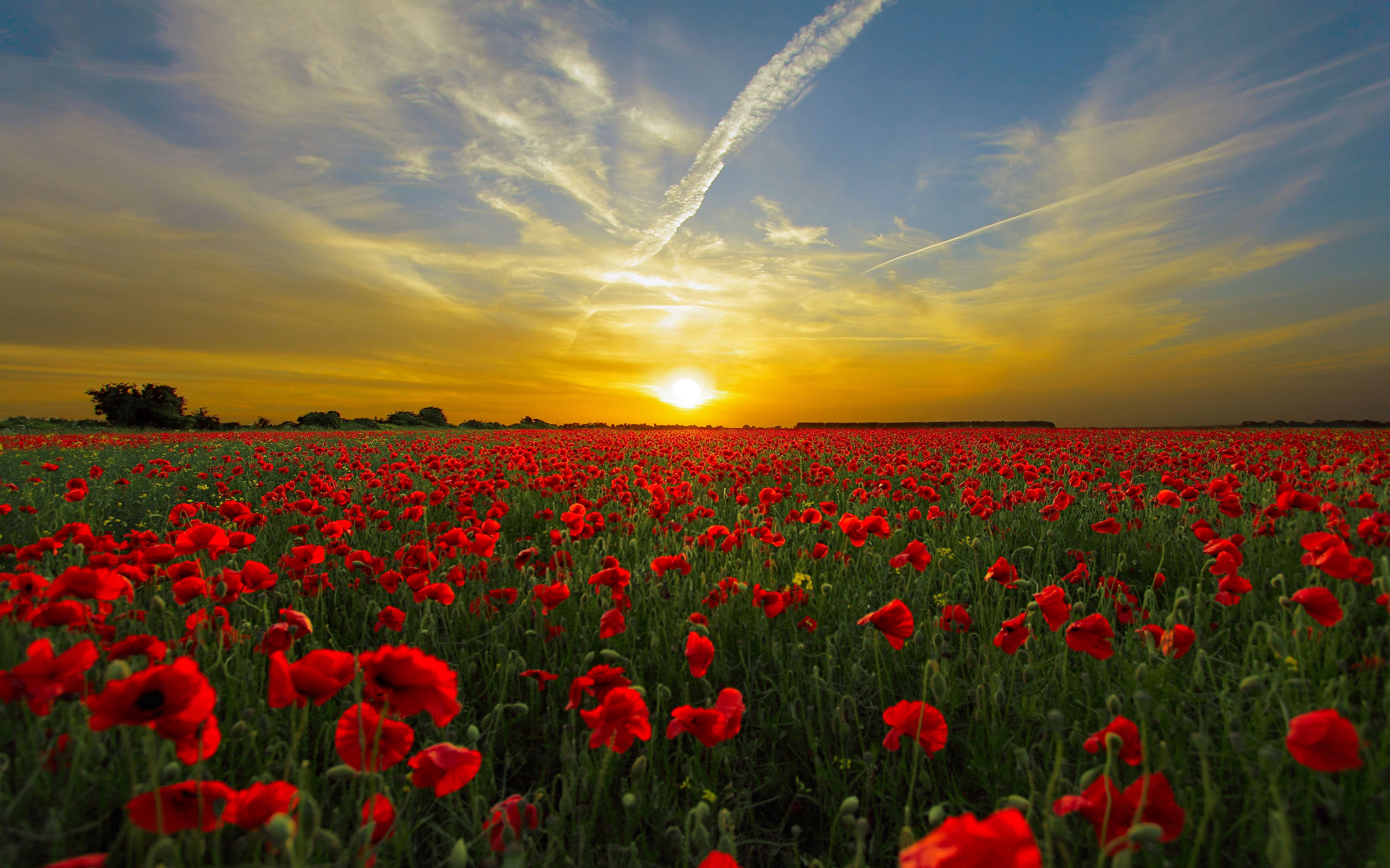 vibrant color, springtime, sunset, plant, 5K, beauty in nature, poppies, red, nature, sun, cloud - sky, sky, environment, tranquility, hd, flowering plant, HD Wallpaper