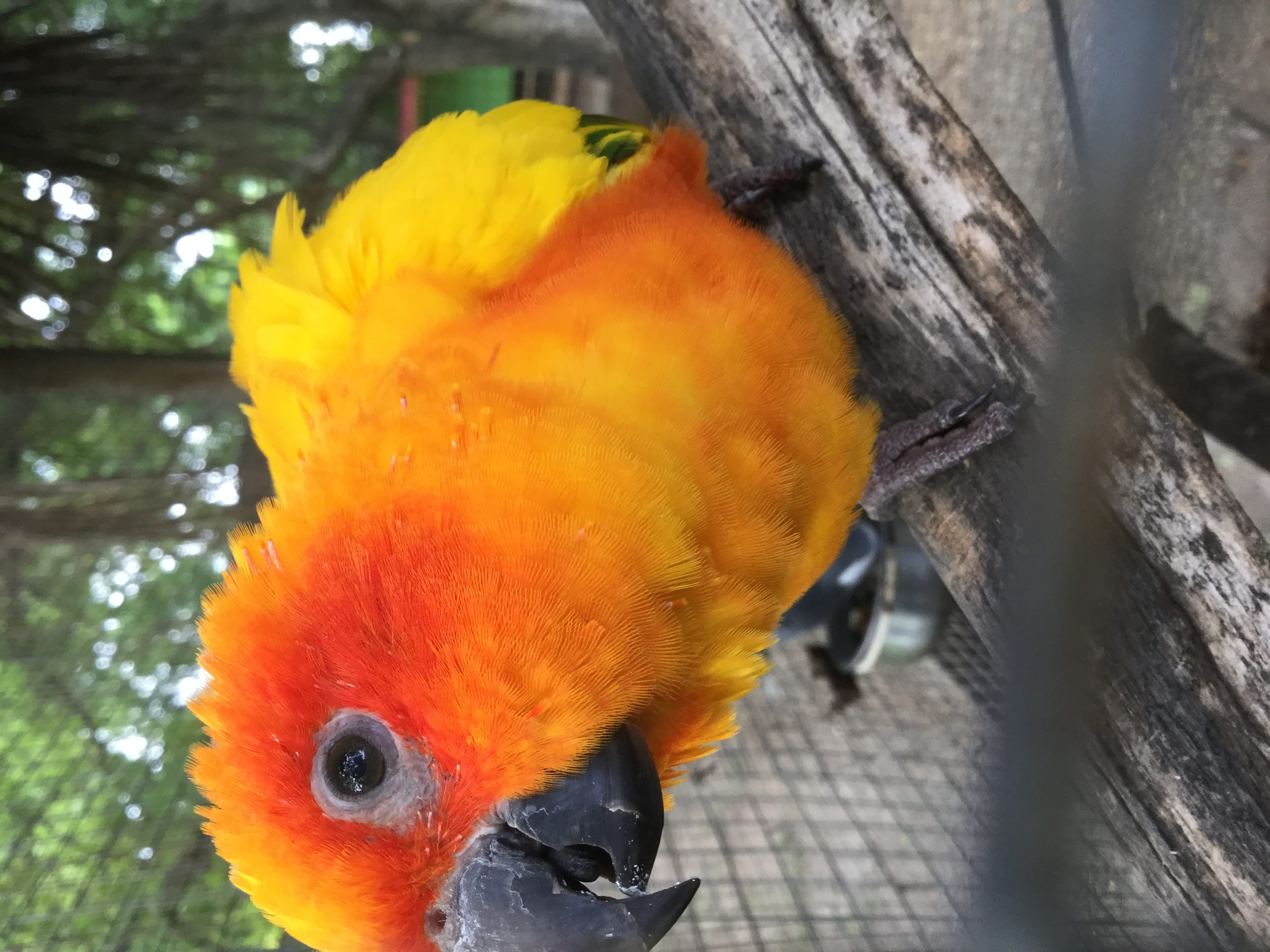multi colored, parrot, yellow, water, bird, animals in captivity, no people, vertebrate, outdoors, 2K, macaw, antigua and barbuda, close-up, one animal, HD Wallpaper