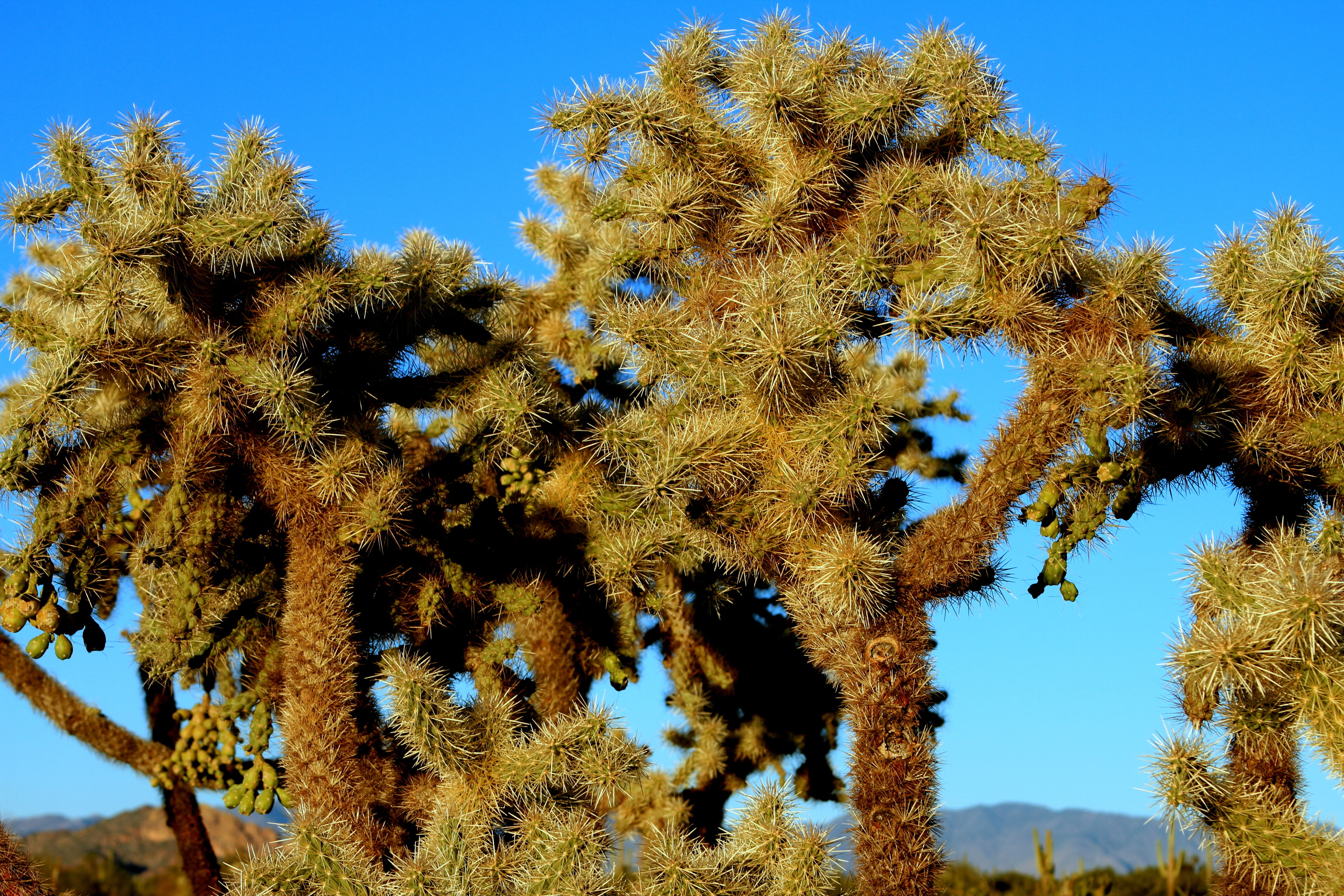 flower head, hot, nature, sky, desert, growth, beauty in nature, 5K, southwestern, branch, cactus, succulent plant, flowering plant, tranquility, cholla, HD Wallpaper