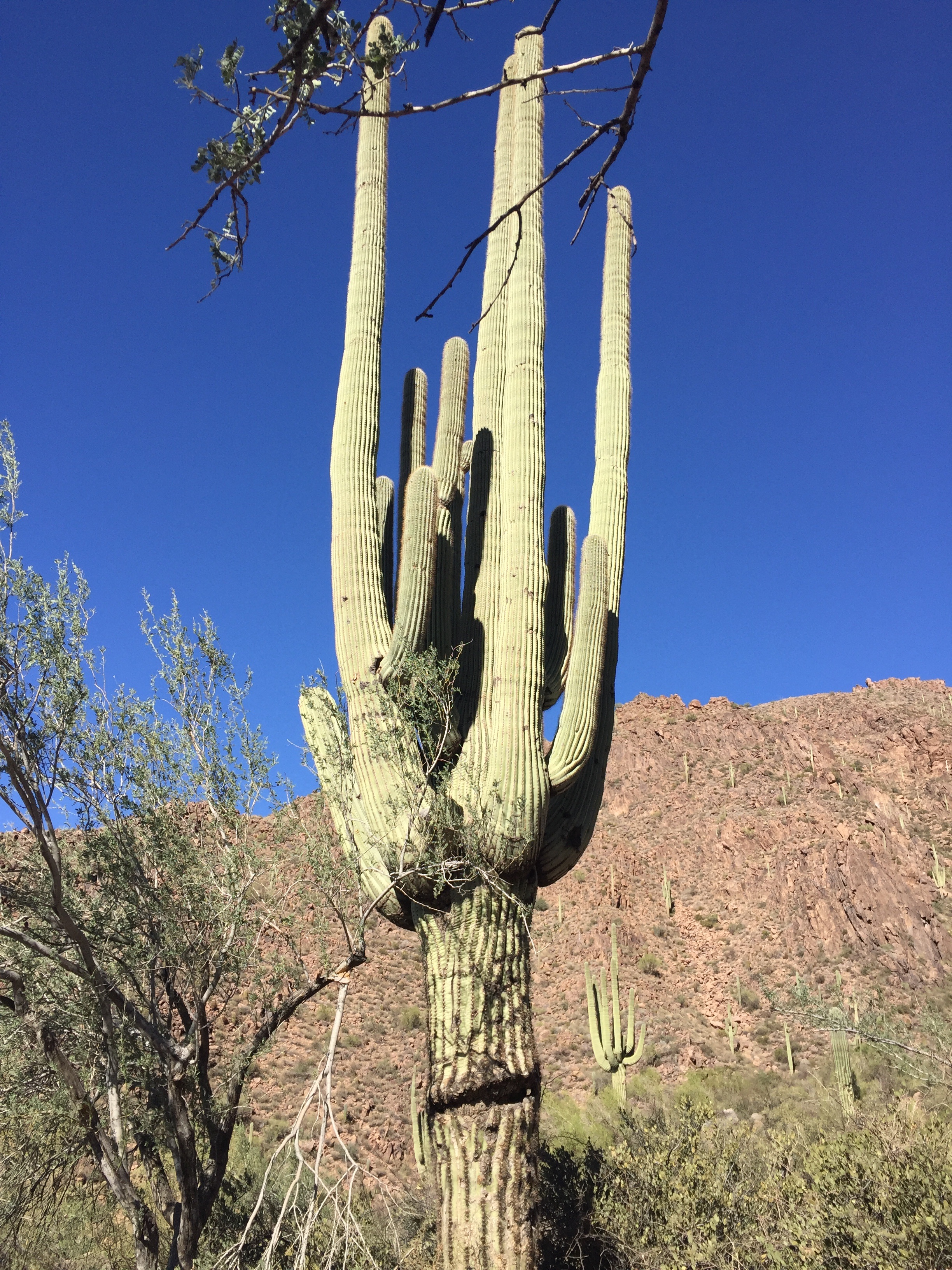 tranquility, scenic, hiking, travel, arizona, arid climate, scenics - nature, saguaro, wilderness, no people, desert landscape, cactus, succulent plant, Phone HD Wallpaper