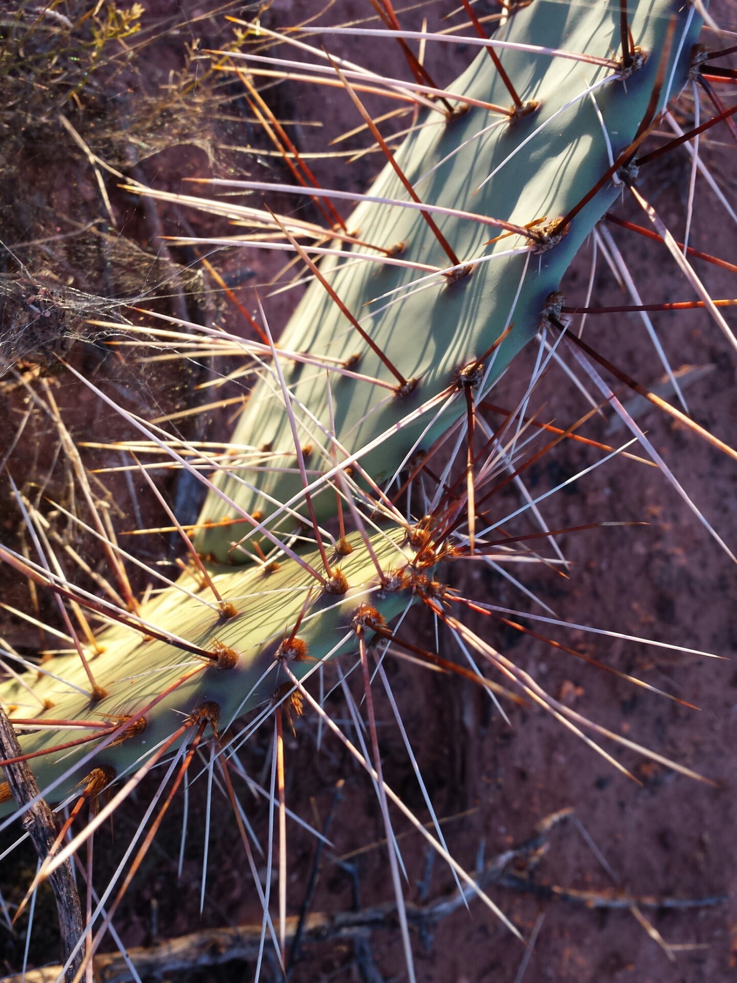 warning sign, land, sharp, spiky, vegetation, earth day, close-up, growth, day, beauty in nature, cactus, thorn, sedona, field, nature, natural, no people, Phone HD Wallpaper