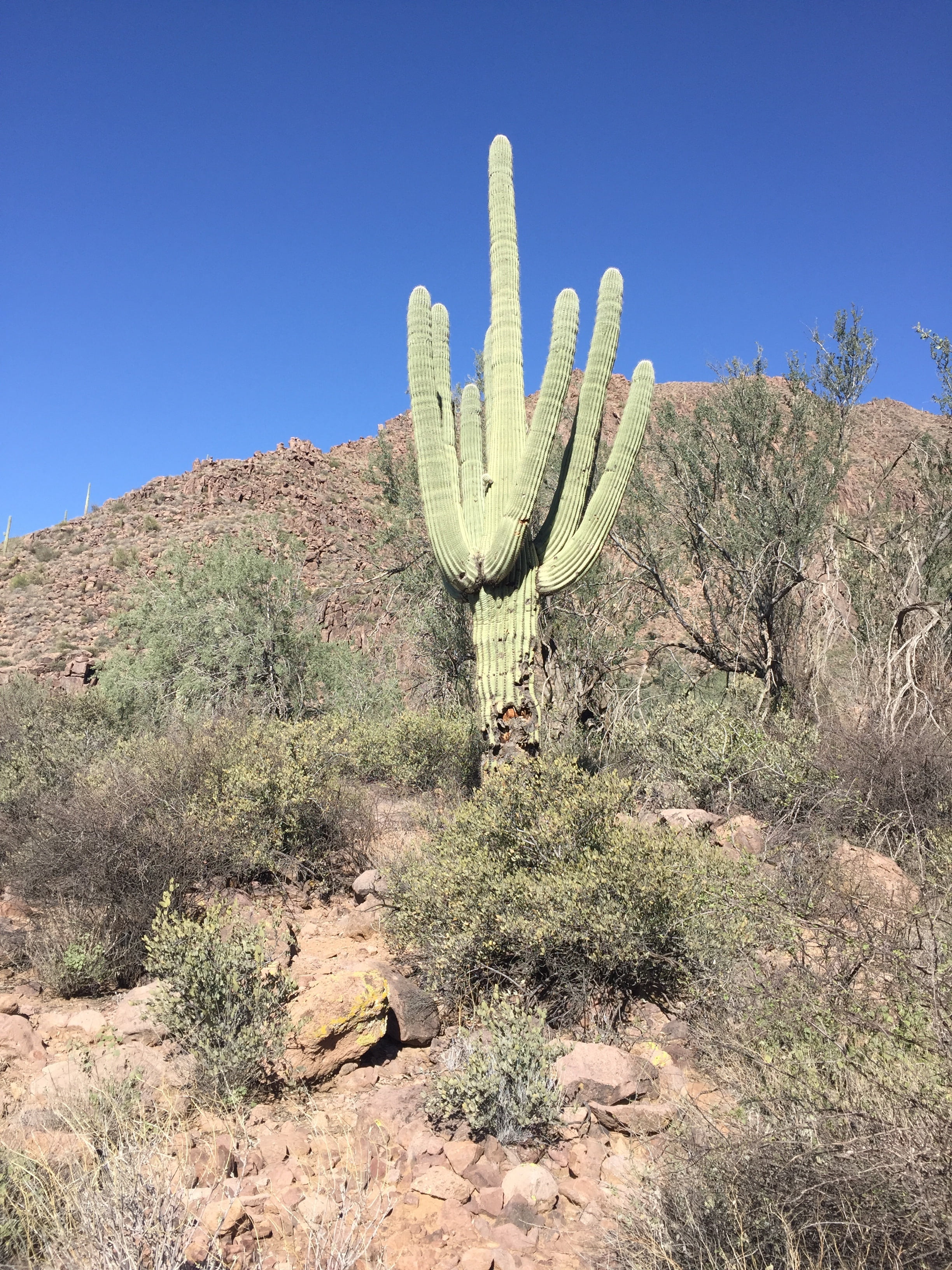 outdoors, desert landscape, arizona, desert, outdoor, 2K, sky, nature, no people, growth, scenics - nature, clear sky, southwest, climate, arid climate, Phone HD Wallpaper