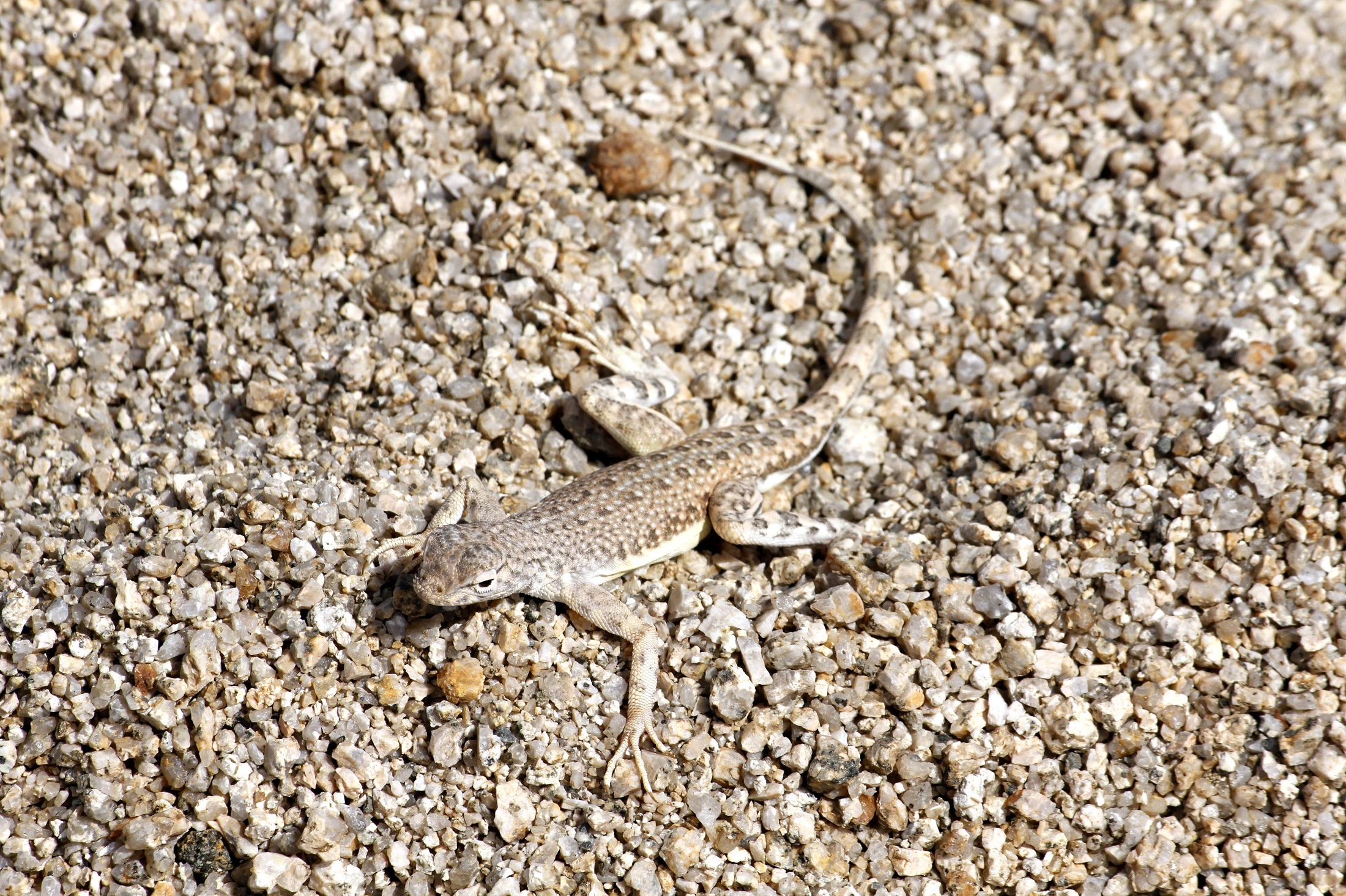 land, southwestern usa, portrait, nature, arid climate, outdoors, desert, reptile, animal, crawling, day, high angle view, animal wildlife, animals in the wild, HD Wallpaper