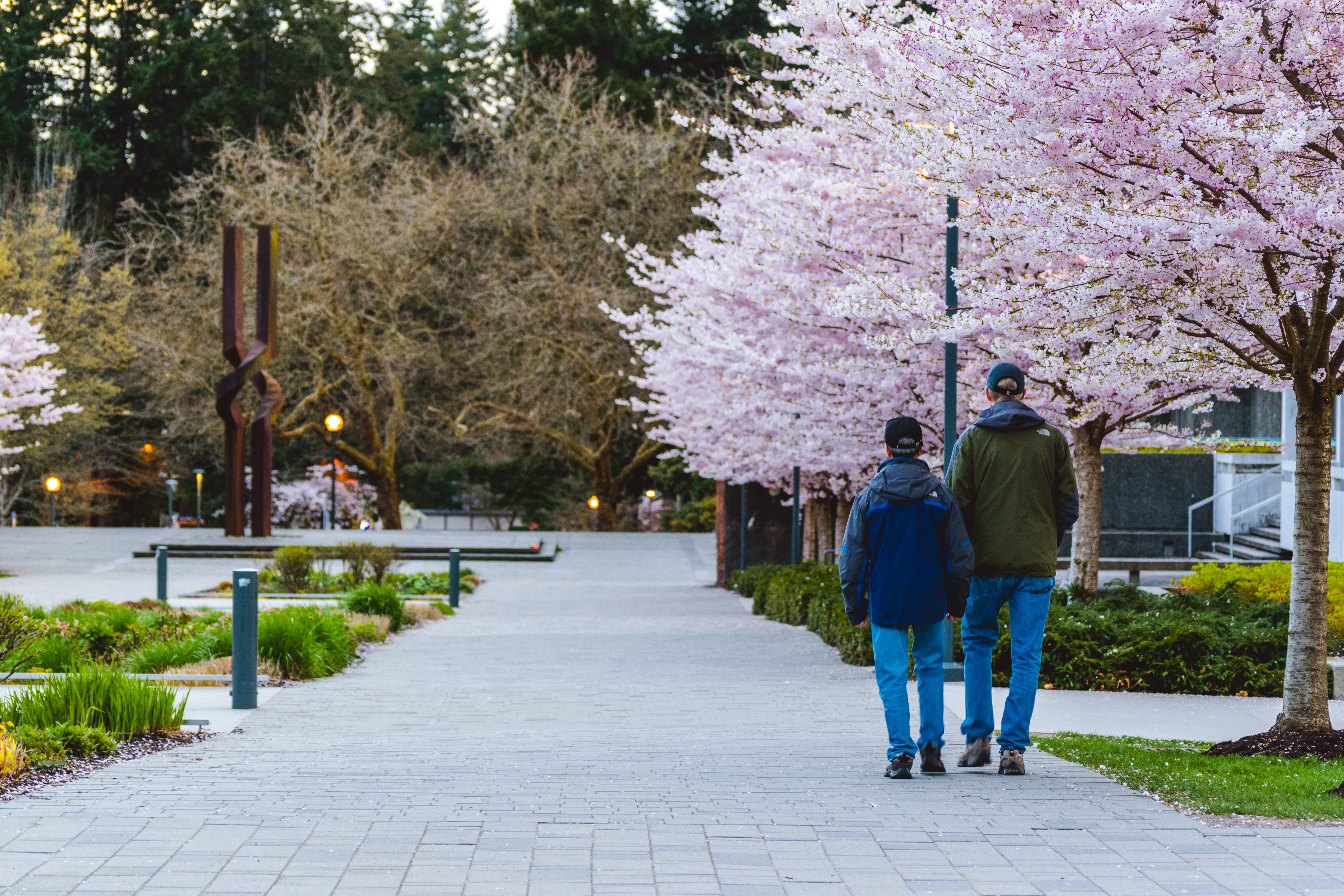 men, rear view, couple - relationship, child, full length, architecture, walking, pink, nature, outdoors, trees, vancouver, 5K, people, lifestyles, cherry blossoms, HD Wallpaper