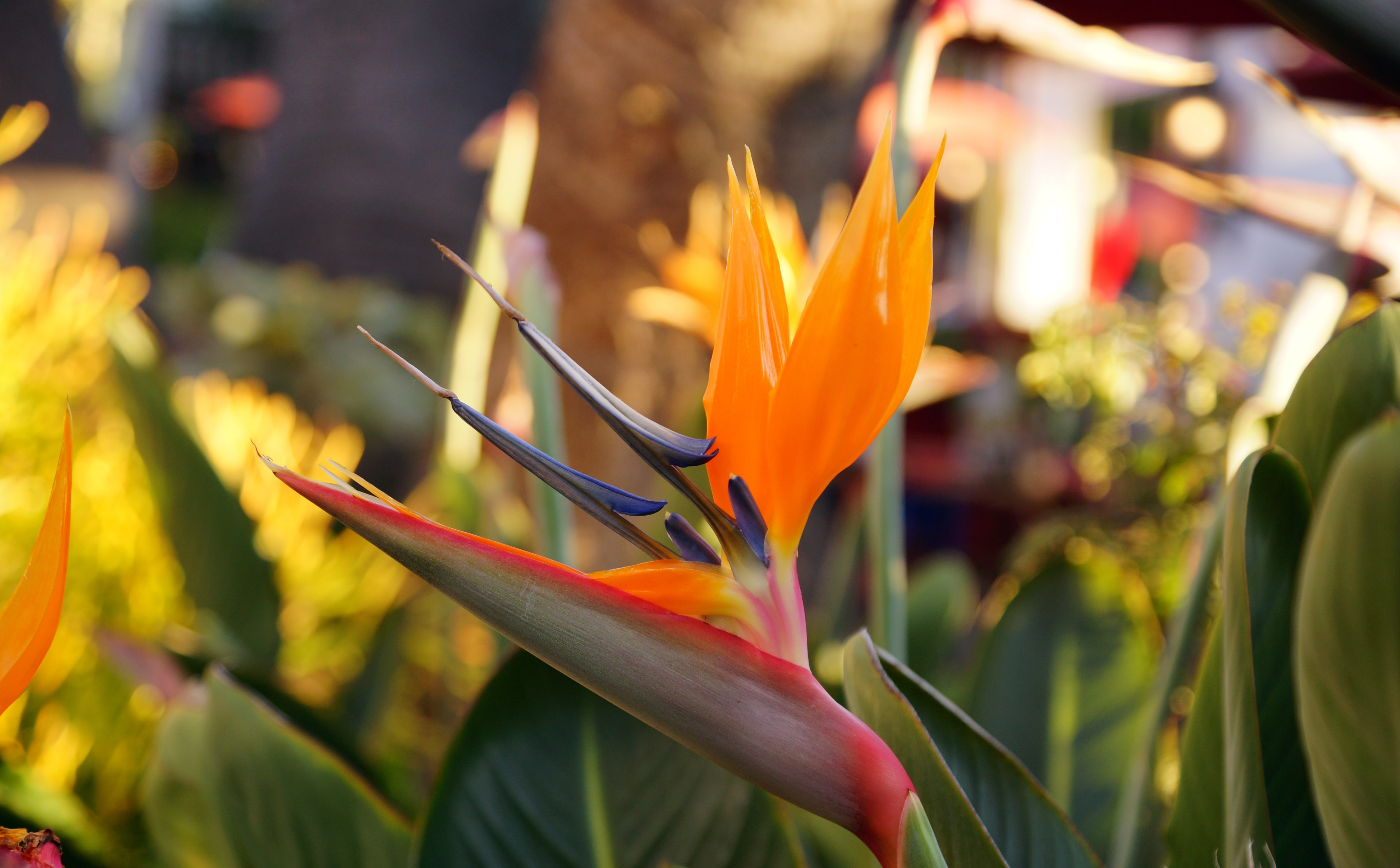 close-up, foto, diego, plant, America, no people, botany, Sony, Creative, stockphoto, Alpha, 5K, bild, California, United States, orange color, growth, HD Wallpaper