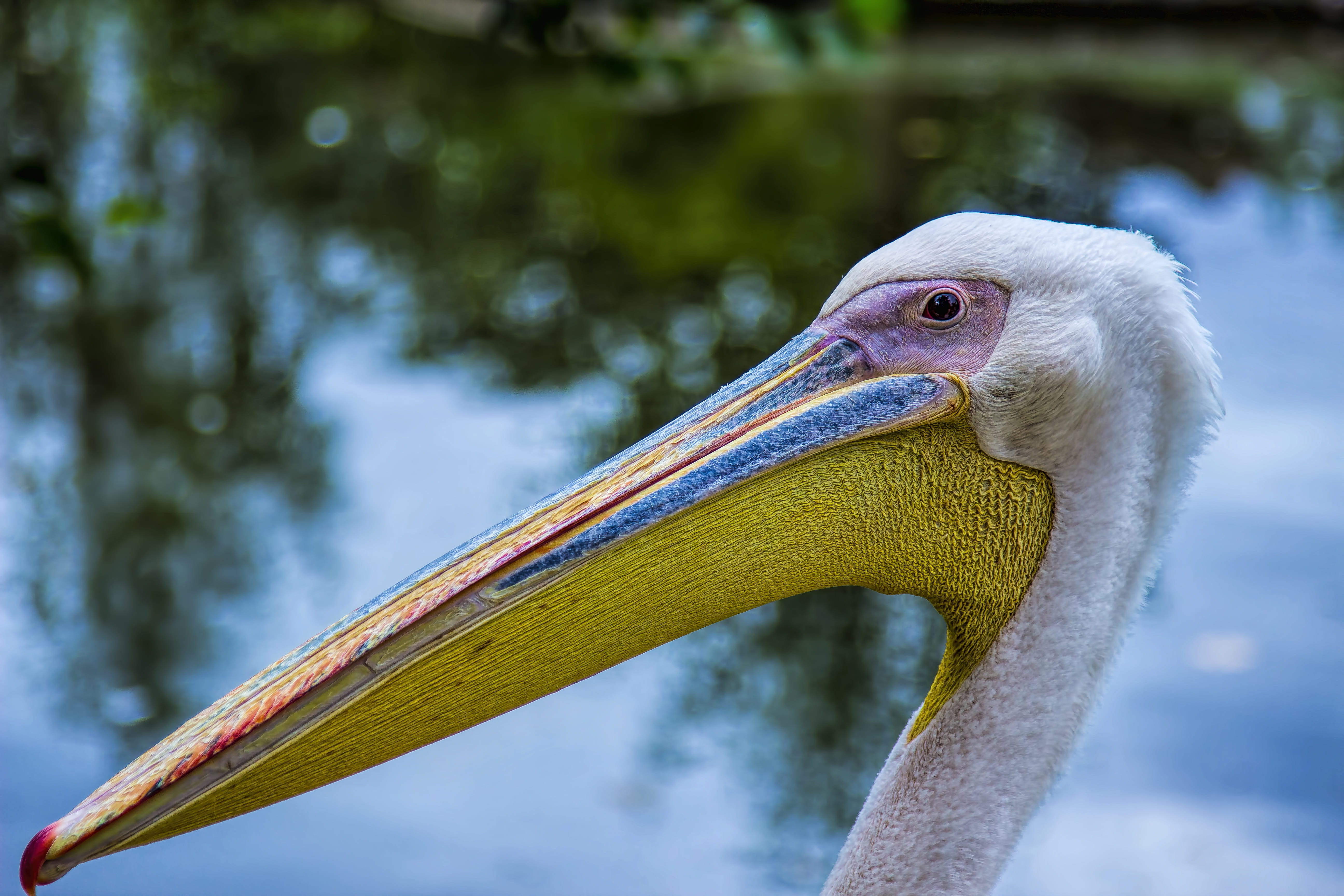 tilt, seabird, animals in the wild, animal, aquatic bird, focus on foreground, shift, wildlife, amazing, animal body part, photo, animal wildlife, white, HD Wallpaper