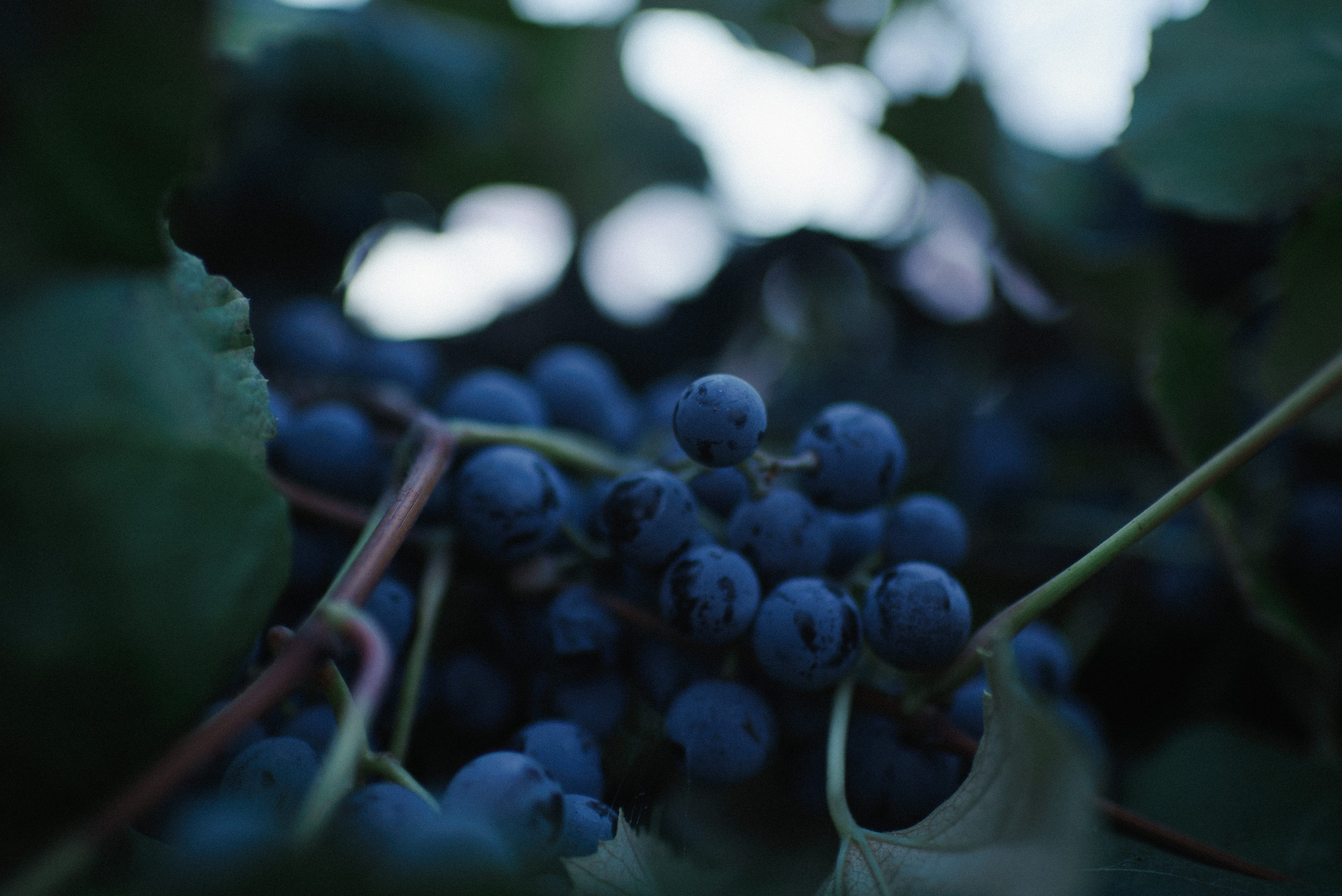 winemaking, photography, purple, concord, wellbeing, freshness, grape, food and drink, ripe, outdoors, close, organic, healthy eating, food, dark, bokeh, HD Wallpaper