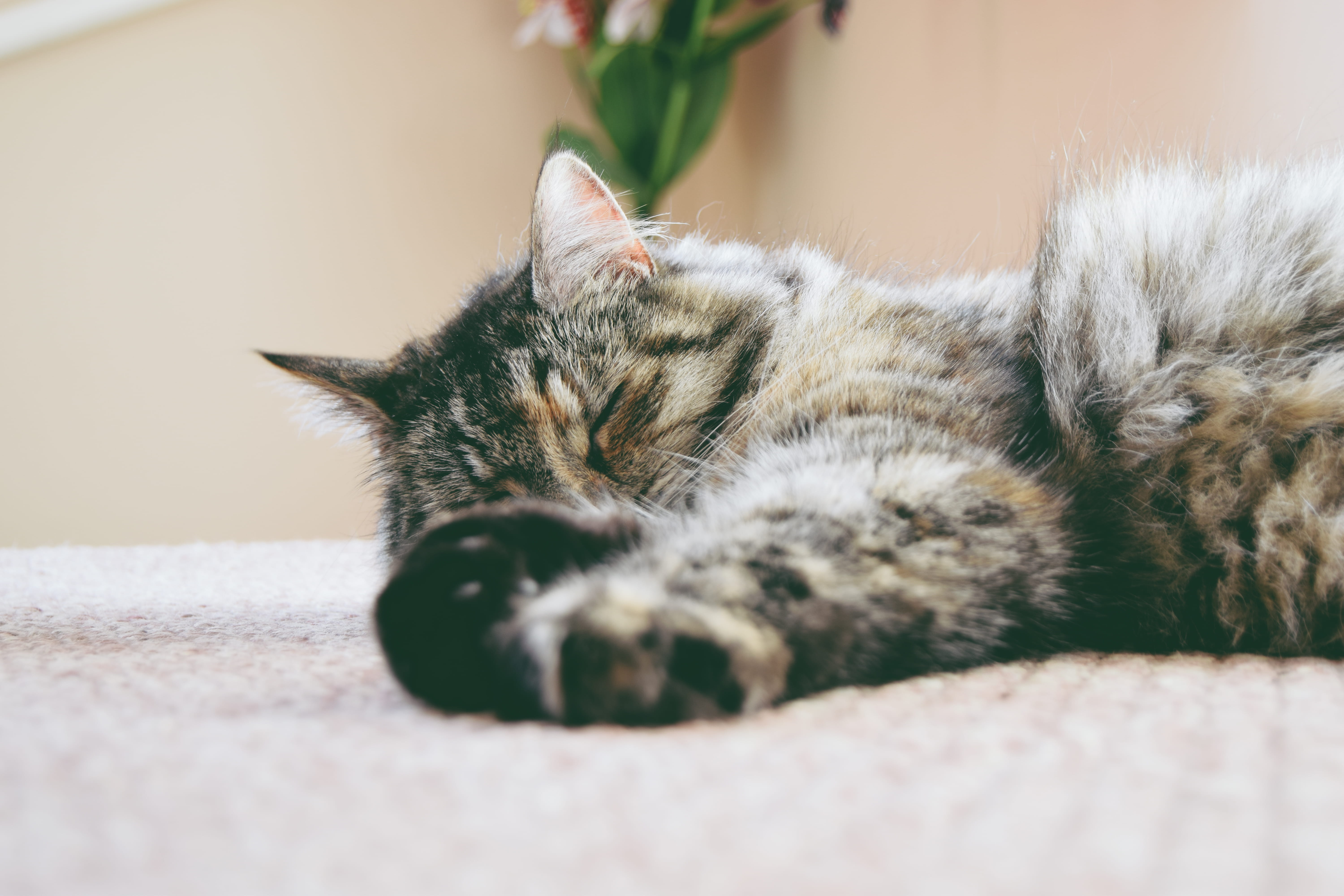pet, animal, white, lying down, resting, close-up, tabby, cute, young Animal, animal themes, looking, 5K, vertebrate, mat, selective focus, kitten, furniture, HD Wallpaper