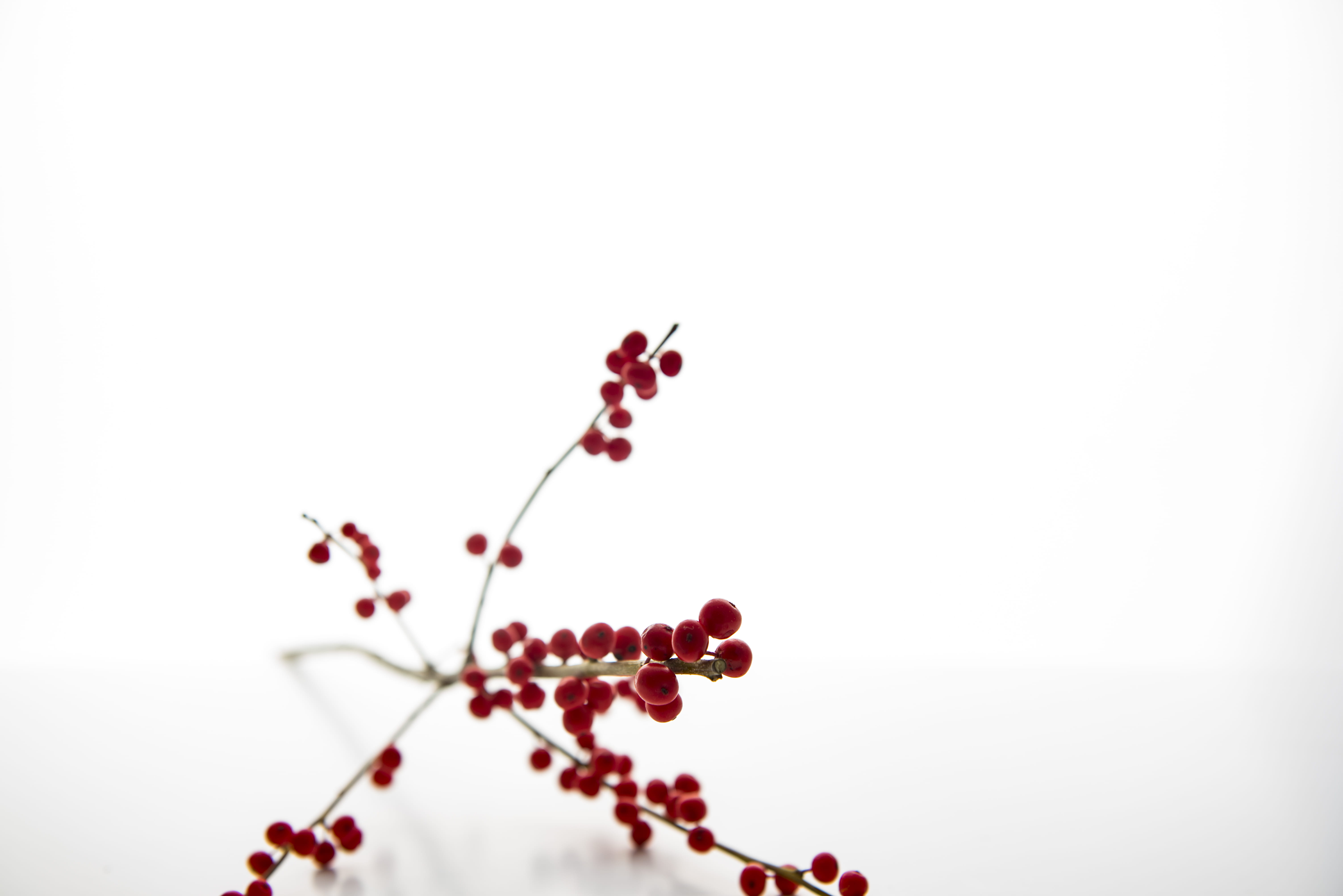 stem, beauty in nature, ripe, lens, food and drink, healthy eating, day, branch, flower, white, nature, fruit, white background, 5K, growth, red, close-up, HD Wallpaper