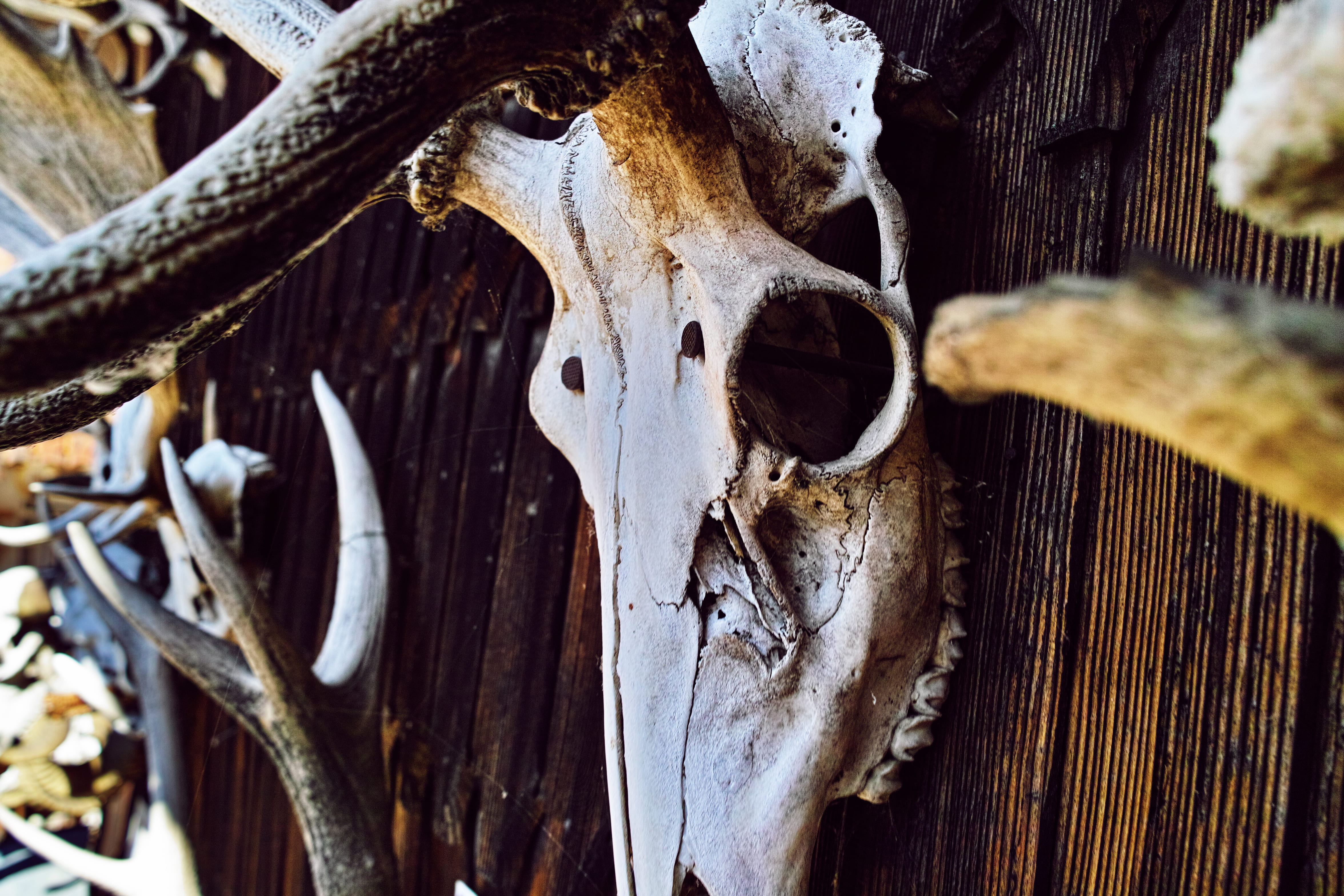 decor, hunting, skull, white, animal skull, wood, death, bone, hanged, hanging, animal body part, outdoors, no people, tree, focus on foreground, vanita, HD Wallpaper