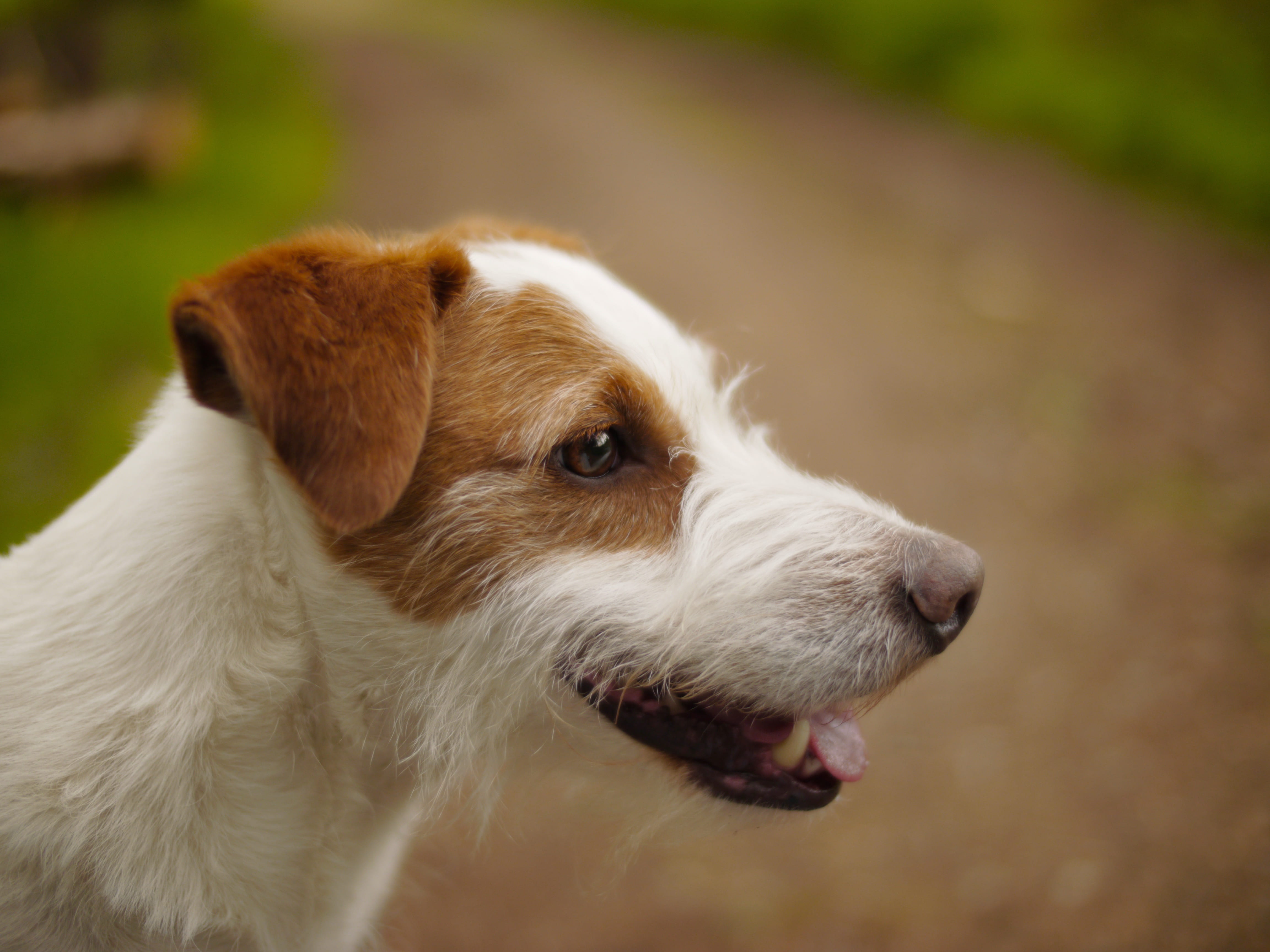 close-up, tilt, lens, domestic animals, domestic, dog, outdoors, animal themes, mouth open, haired, mammal, photography, animal head, focus on foreground, HD Wallpaper