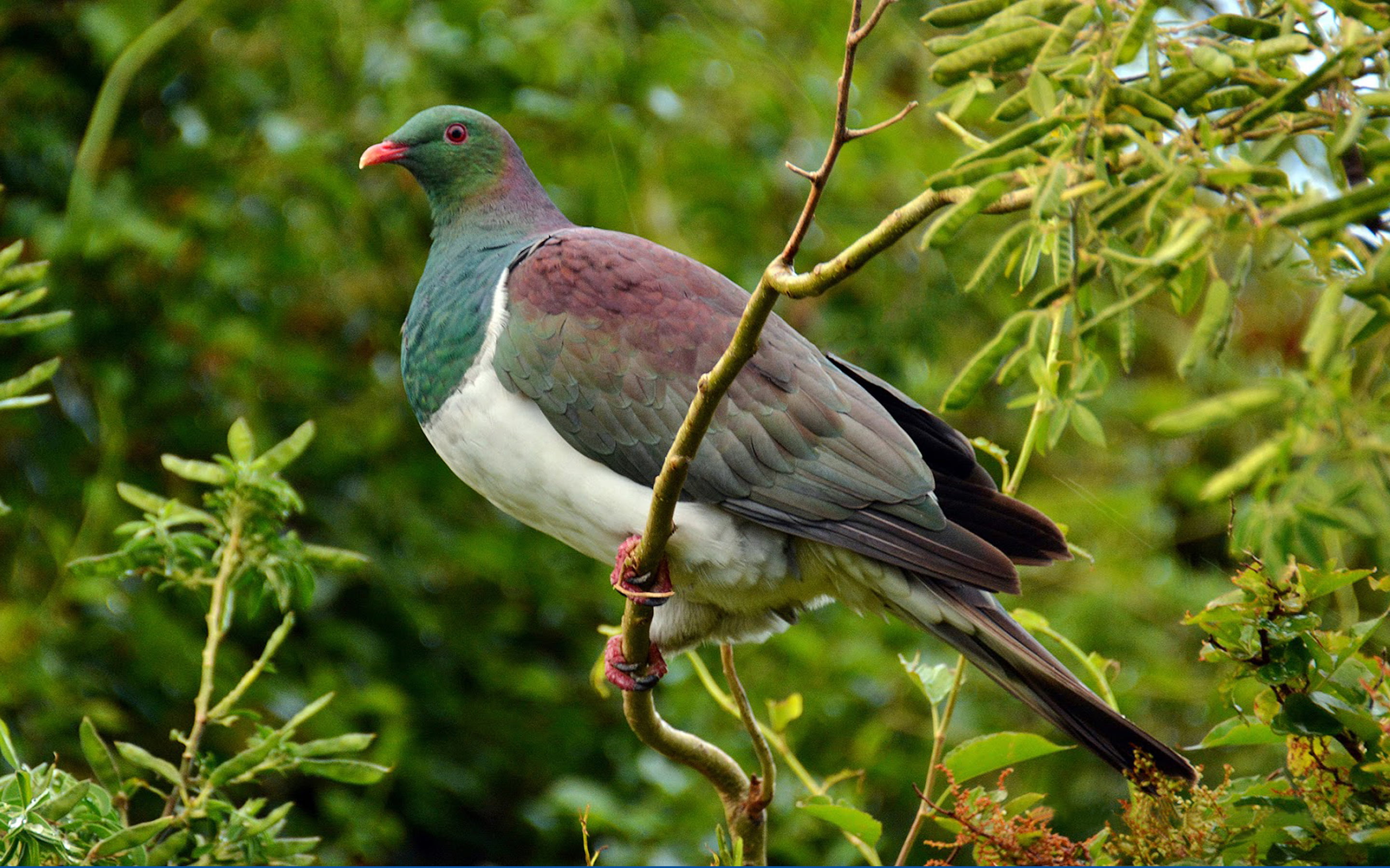 2K, green color, country, new, close-up, kerer, animal wildlife, growth, pigeon, perching, k, endemic, animals in the wild, novaeseelandiae, focus on foreground, HD Wallpaper