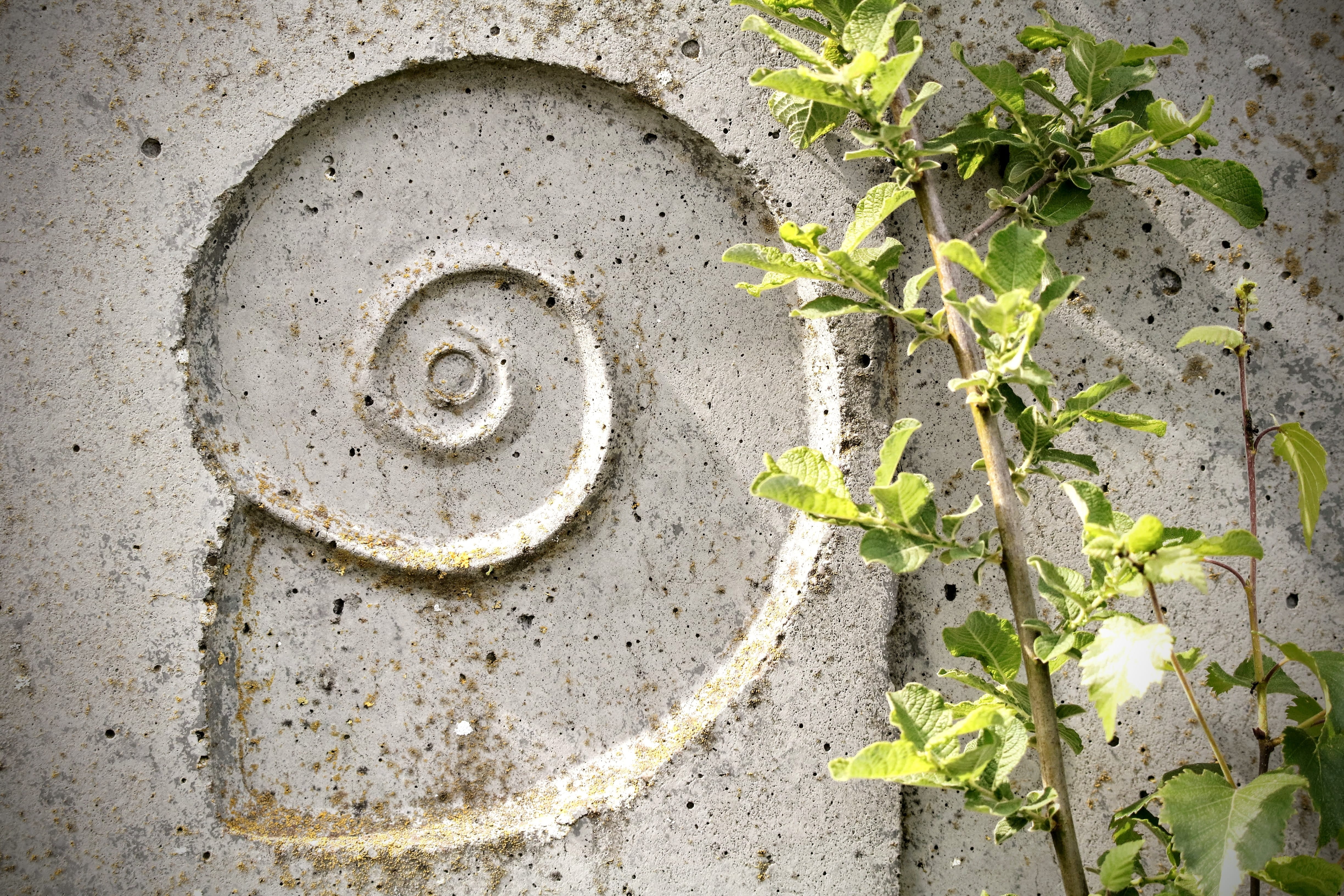 facade, plant, wall, snail, nature, relief, art, ornament, growth, leaf, wall - building feature, 4K, circle, texture, day, shell, maori figure, weathered, HD Wallpaper
