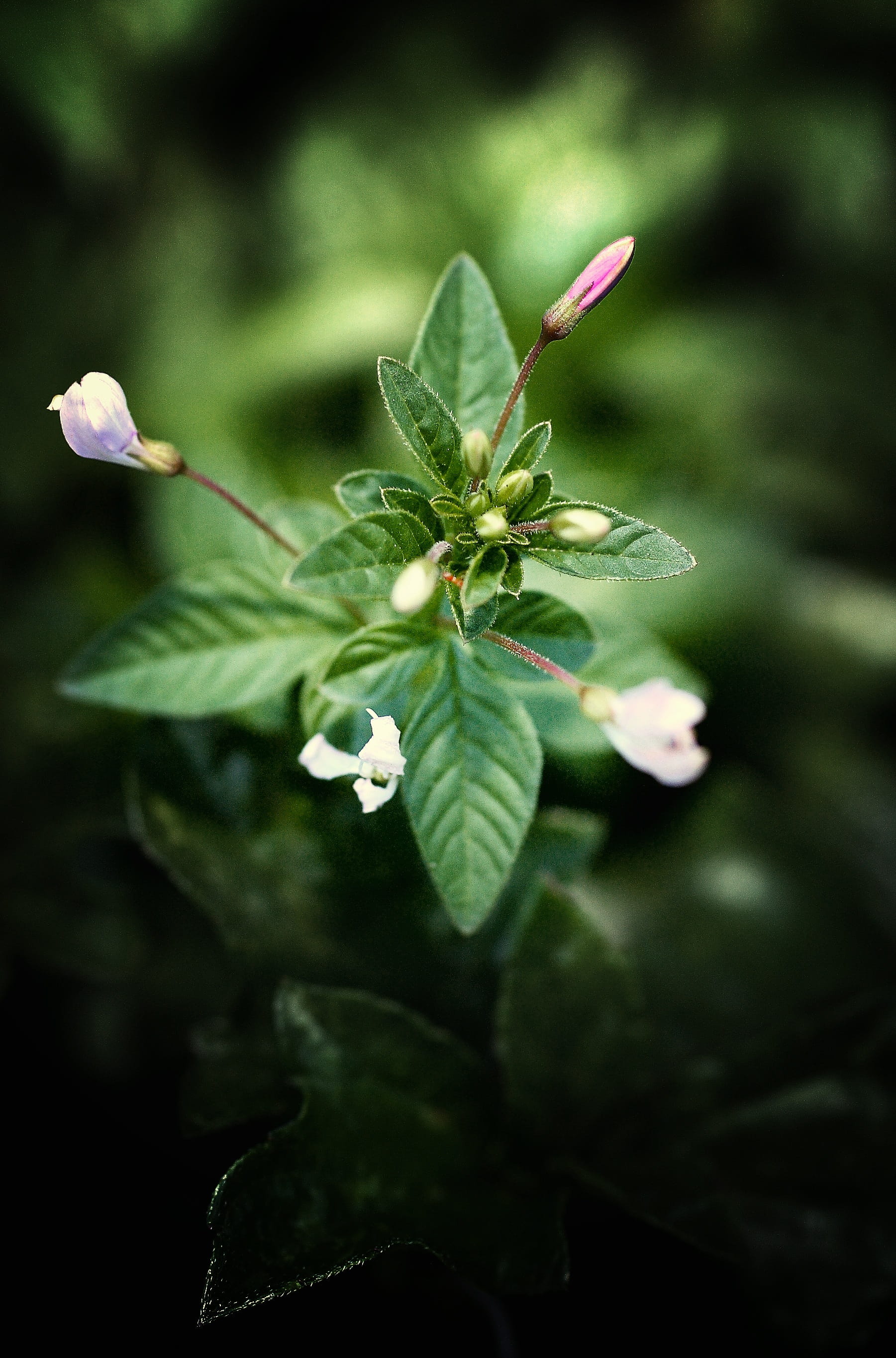 maori, perennial, ecology, selective focus, fragility, white color, summer, day, close, small, plant, outdoor, natural, ground, fibre, blossom, new, Bud, Phone HD Wallpaper