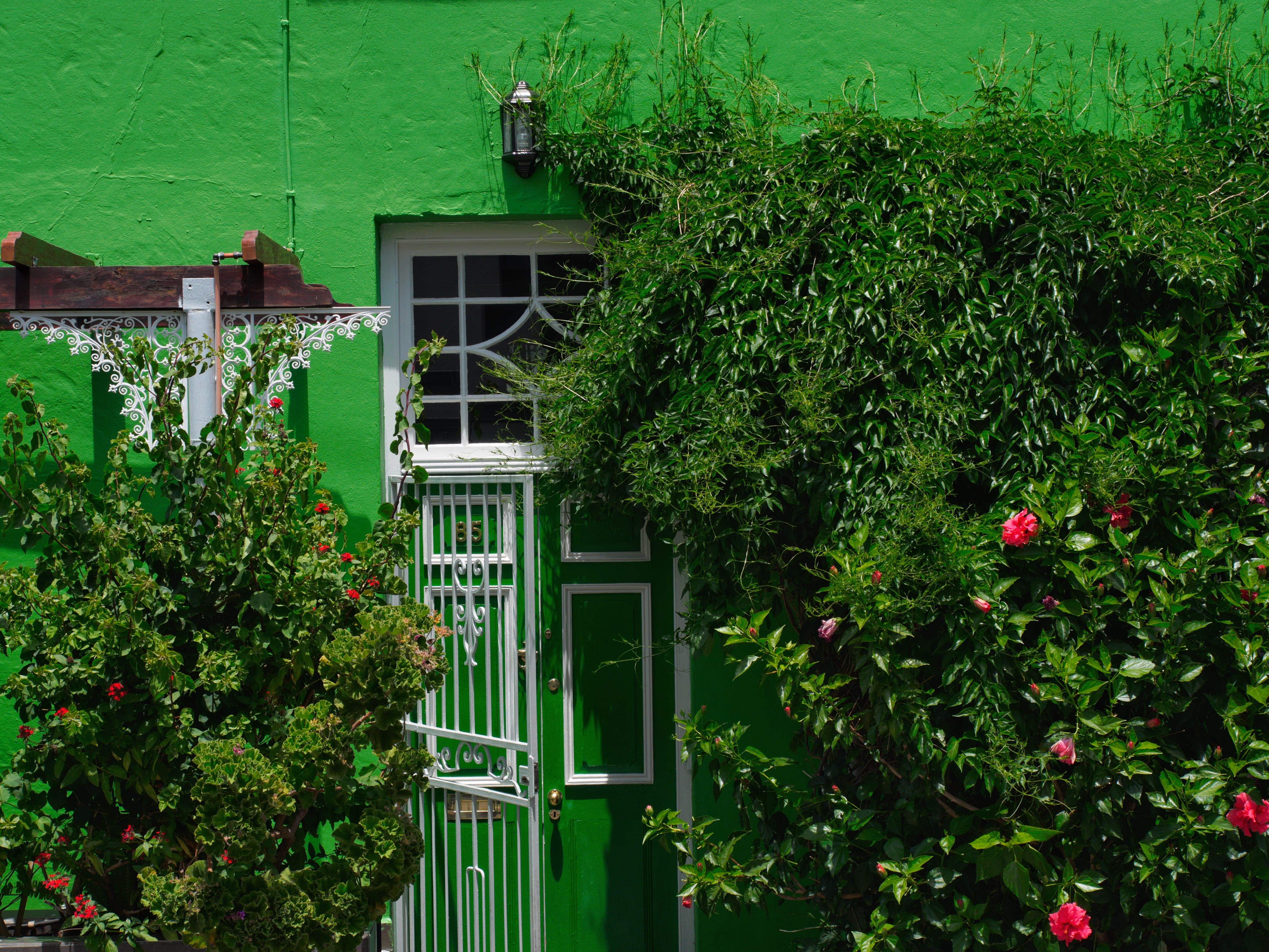 plant part, cape town, beauty in nature, building exterior, south africa, white, day, wall, growth, green color, flower, window, flowering plant, no people, HD Wallpaper
