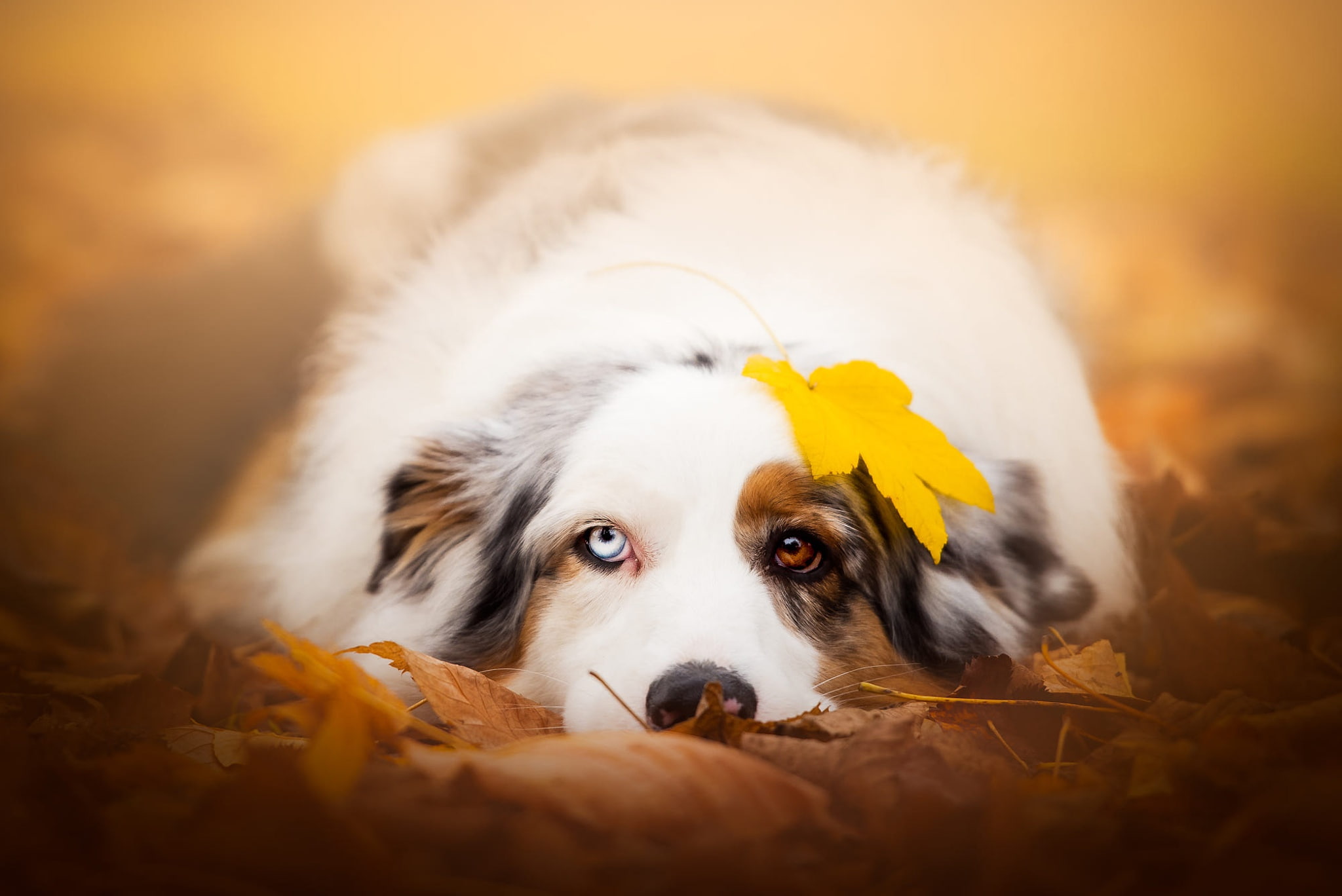 mood, look, face, maple, Aussie, autumn, different eyes, dog, leaf, foliage, Australian shepherd, yellow, leaves, sheet, background, 1080P, nature, lies, HD Wallpaper