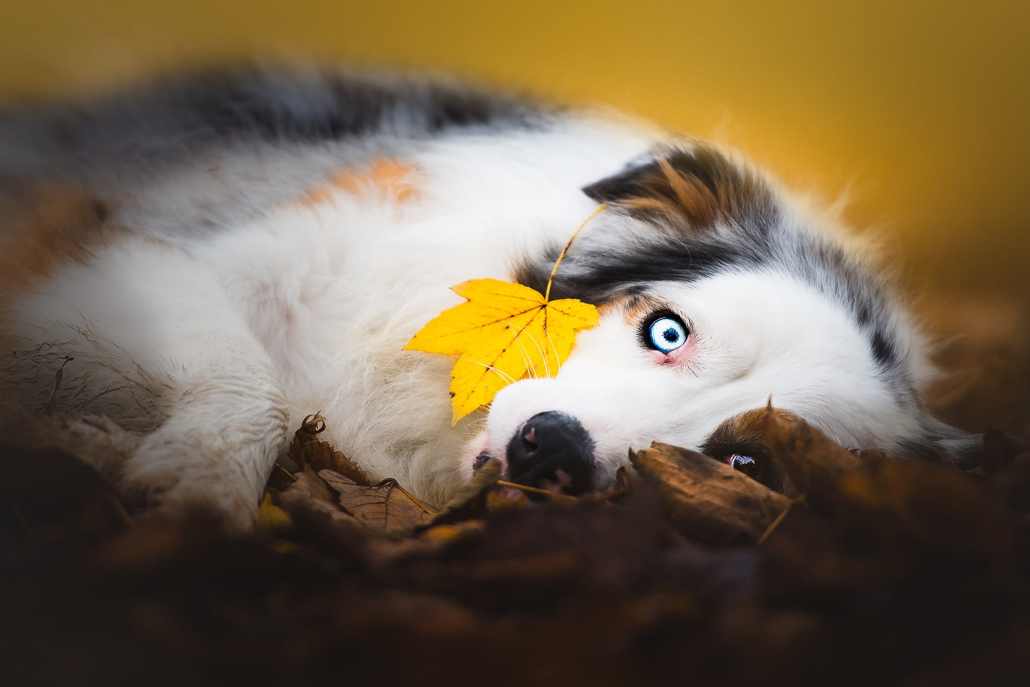 spotted, lies, yellow, leaves, paws, background, mood, leaf, nature, blue eyes, foliage, Aussie, portrait, autumn, dog, different eyes, maple, Australian shepherd, HD Wallpaper