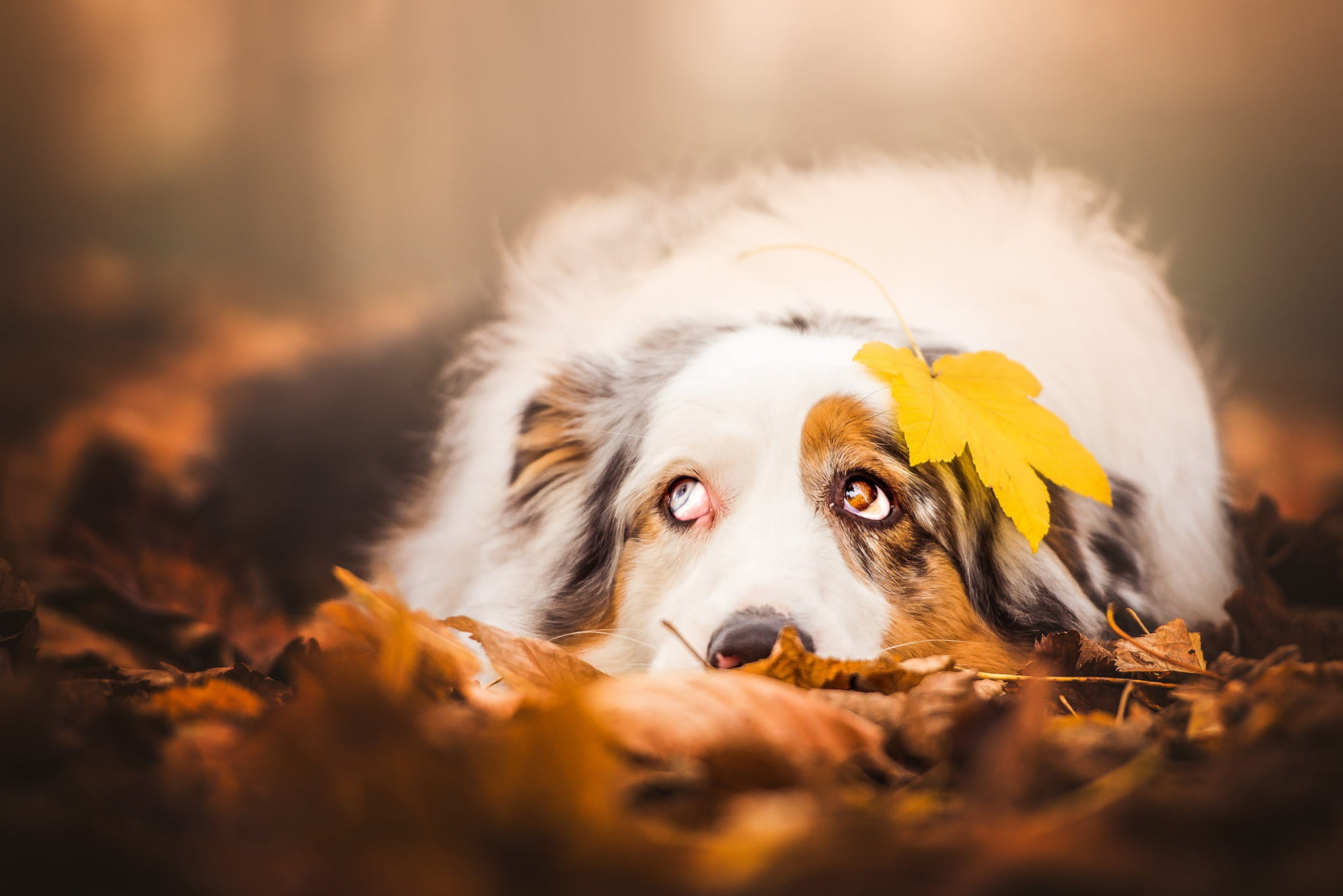 different eyes, pose, Australian shepherd, portrait, leaf, blur, background, lies, sheet, 1080P, autumn, dog, yellow, face, look, foliage, looking up, HD Wallpaper