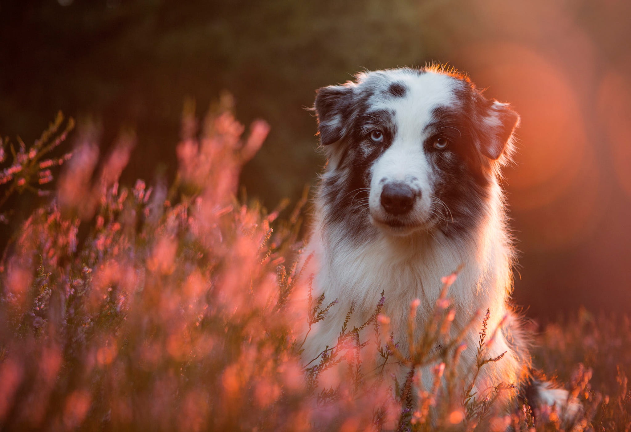 1080P, twigs, light, pink, glade, portrait, white, glare, the evening, nature, spotted, sitting, bokeh, look, background, dog, Heather, motley, pose, forest, HD Wallpaper