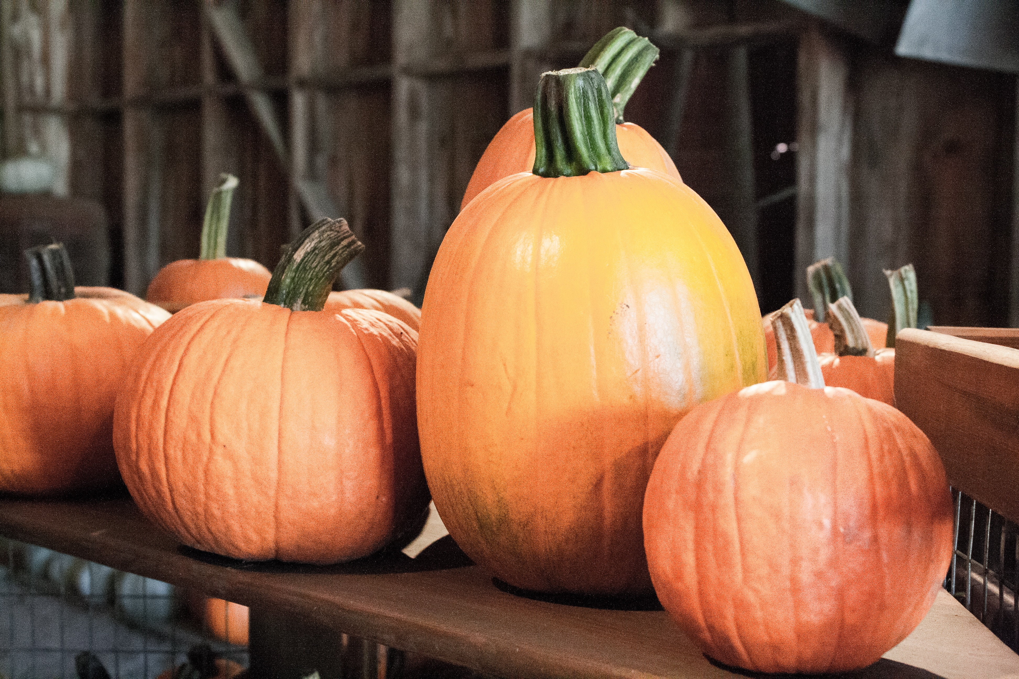 gardening, orange, thanksgiving, day, gourd, patch, holiday, 4K, jack-o-lantern, focus on foreground, no people, autumn, fall, choice, freshness, orange color, HD Wallpaper