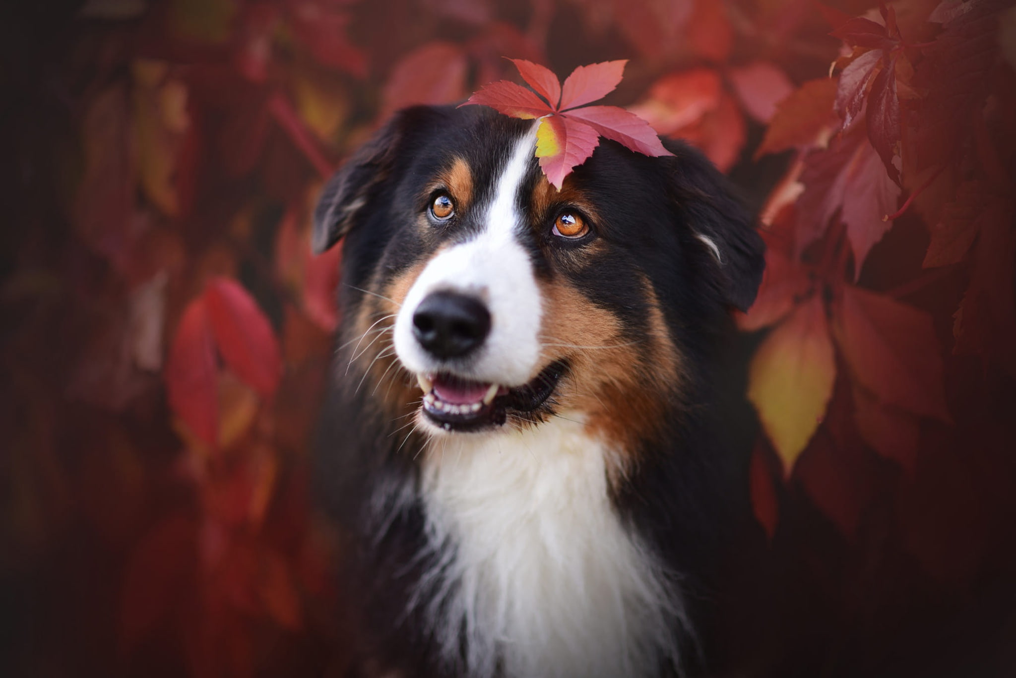 portrait, black and white, language, branches, leaves, white breast, dog, look, Aussie, autumn nature, foliage, face, eyes, leaf, background, Australian shepherd, HD Wallpaper