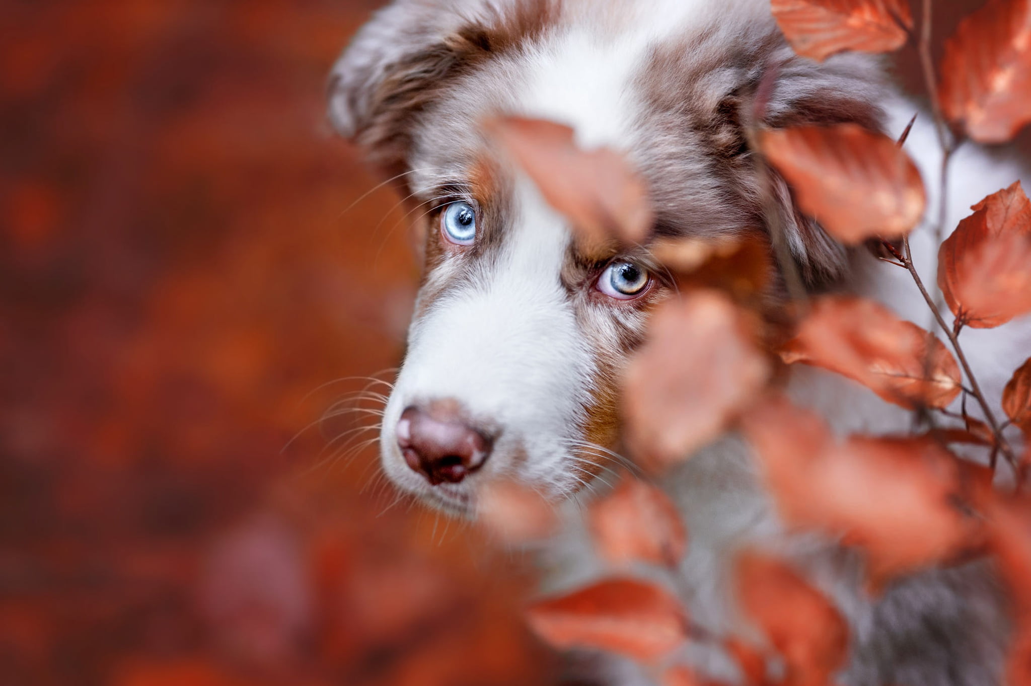dog, bokeh, autumn, leaves, branch, look, background, puppy, motley, face, Australian shepherd, blue eyes, handsome, spotted, Aussie, 1080P, HD Wallpaper