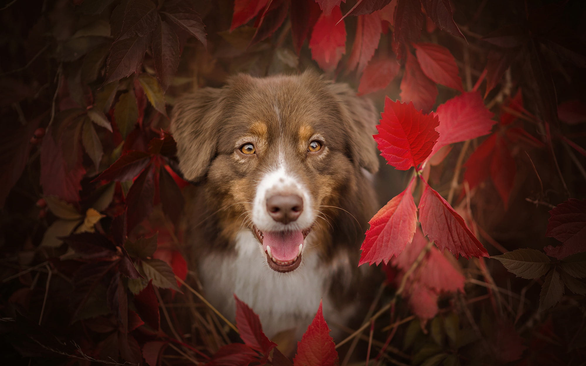 look, shepherd, 1080P, dog, leaves, the bushes, language, face, Aussie, autumn, branches, eyes, the crimson, Australian, HD Wallpaper