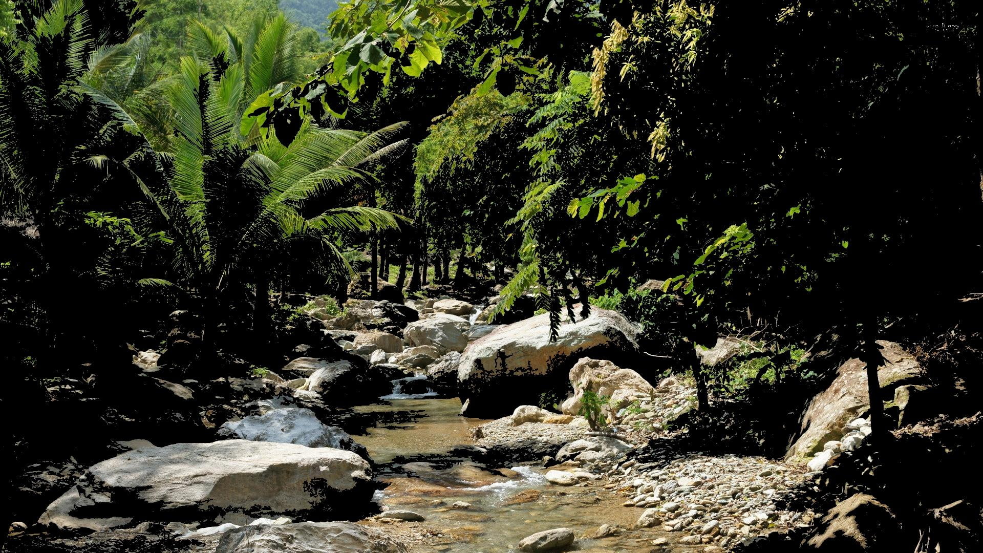 flowing, stream, jungle, 1080P, trees, light, palm, water, rock, nature, leaves, nature and landsca, stone, river, HD Wallpaper