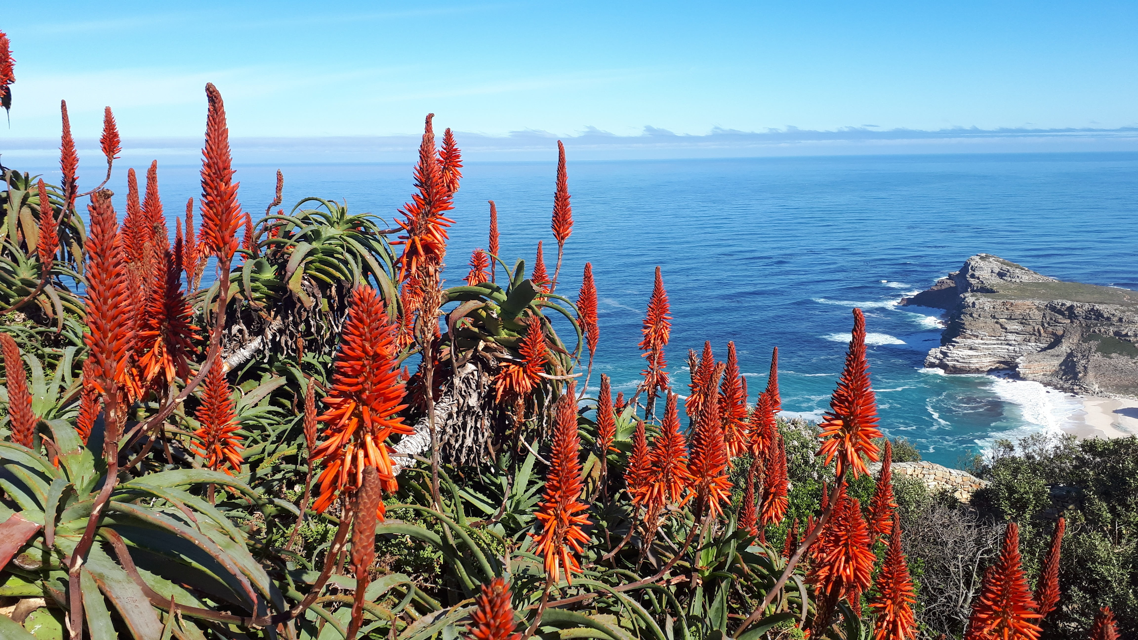 natural, cape point, vera, scenic, botany, no people, scenics - nature, spring, aloe vera, land, succulent plant, ocean, sea, succulent, non-urban scene, HD Wallpaper