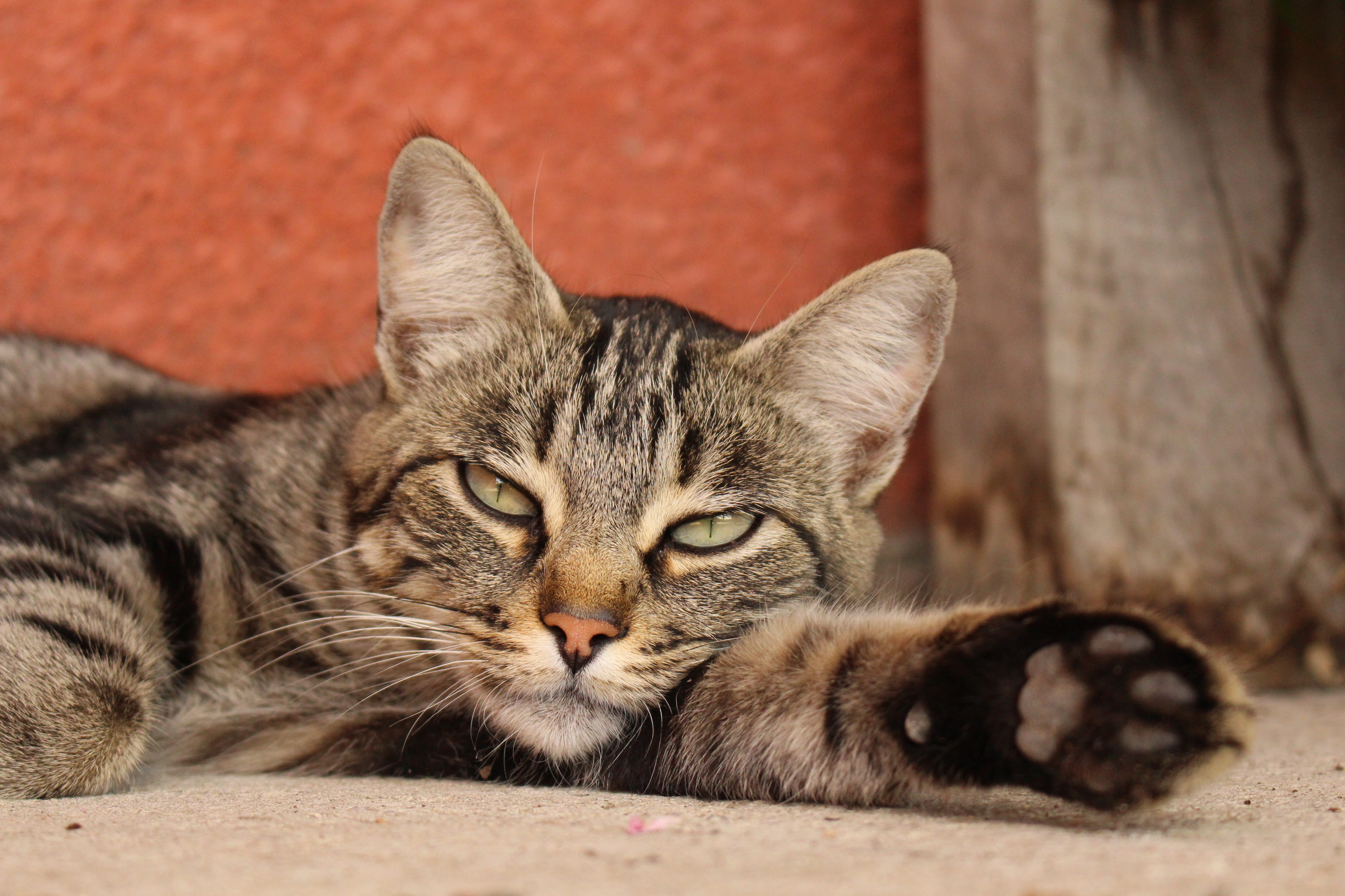 domestic, domestic Cat, tabby, 5K, resting, cute, portrait, silver tabby, silver, animals, vertebrate, animal, lying Down, close up, one animal, outdoors, HD Wallpaper